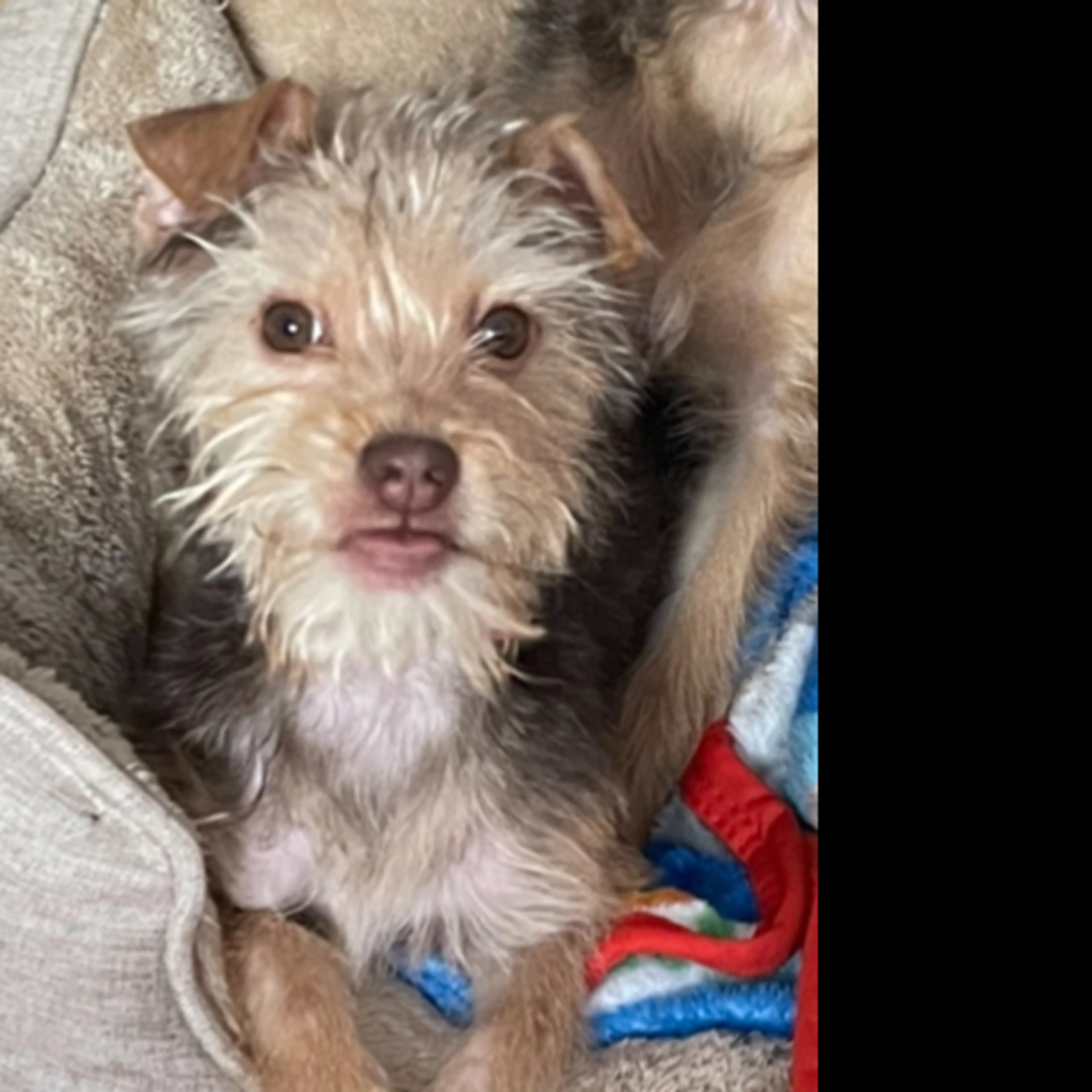 Lost pet-2