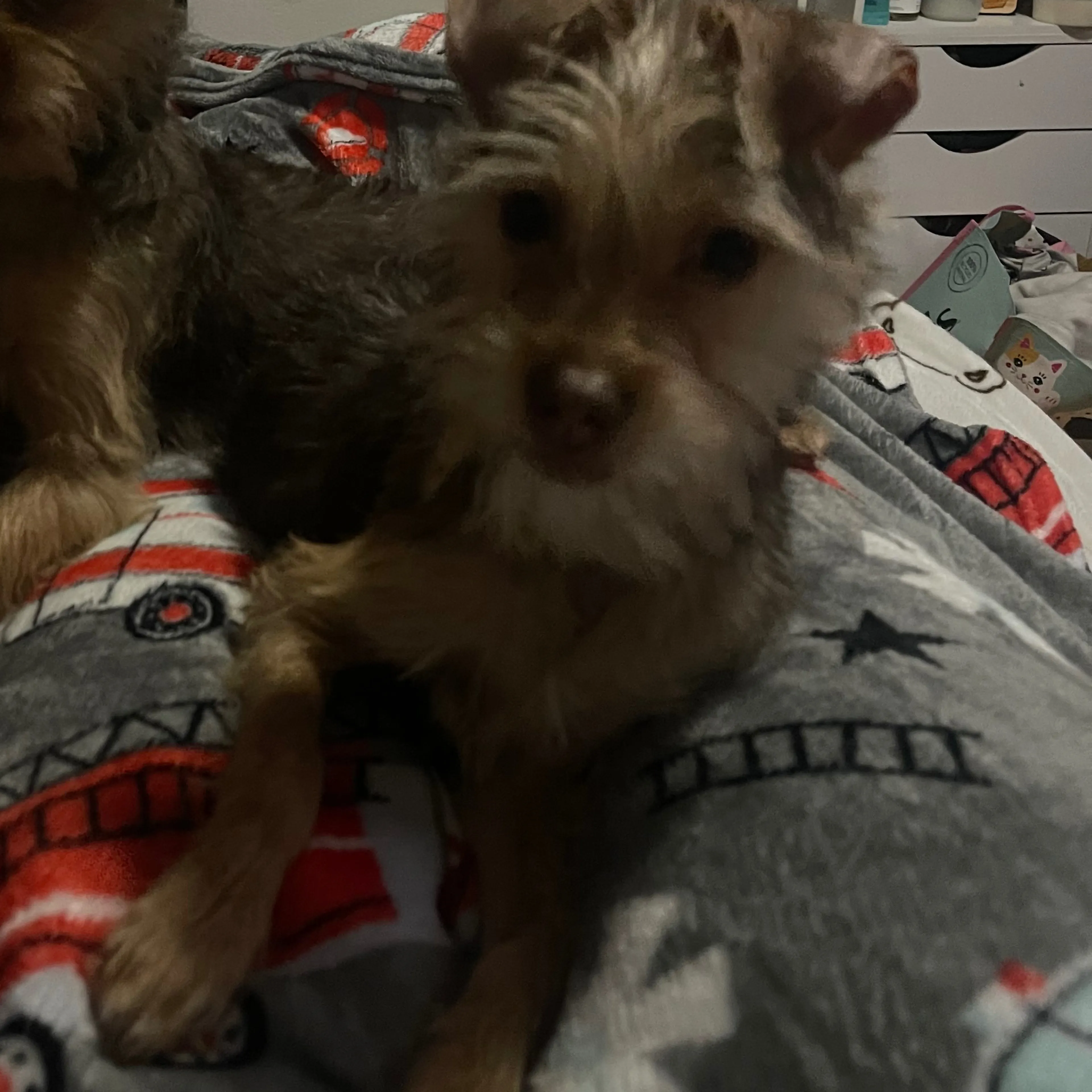 Lost pet-1