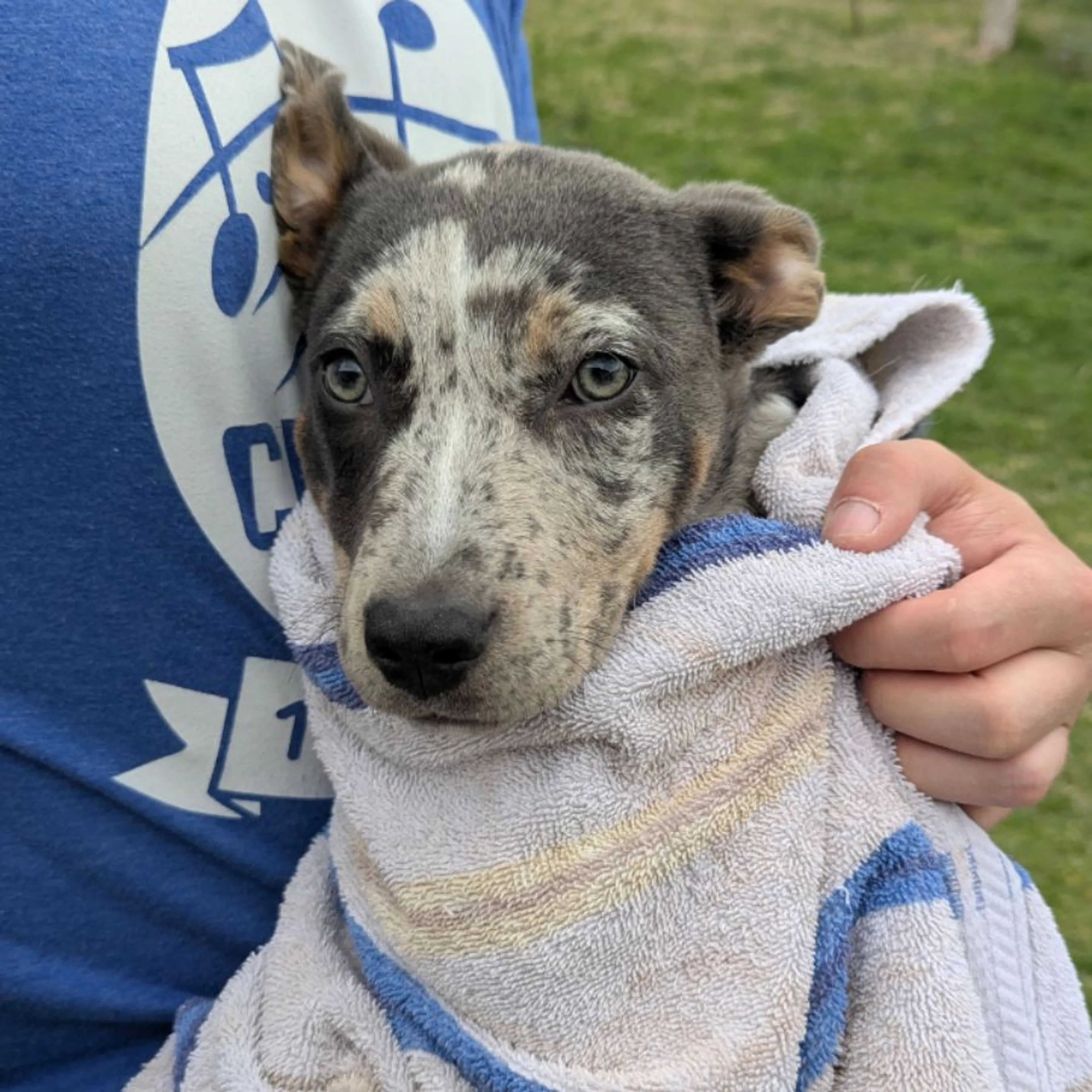 Found pet