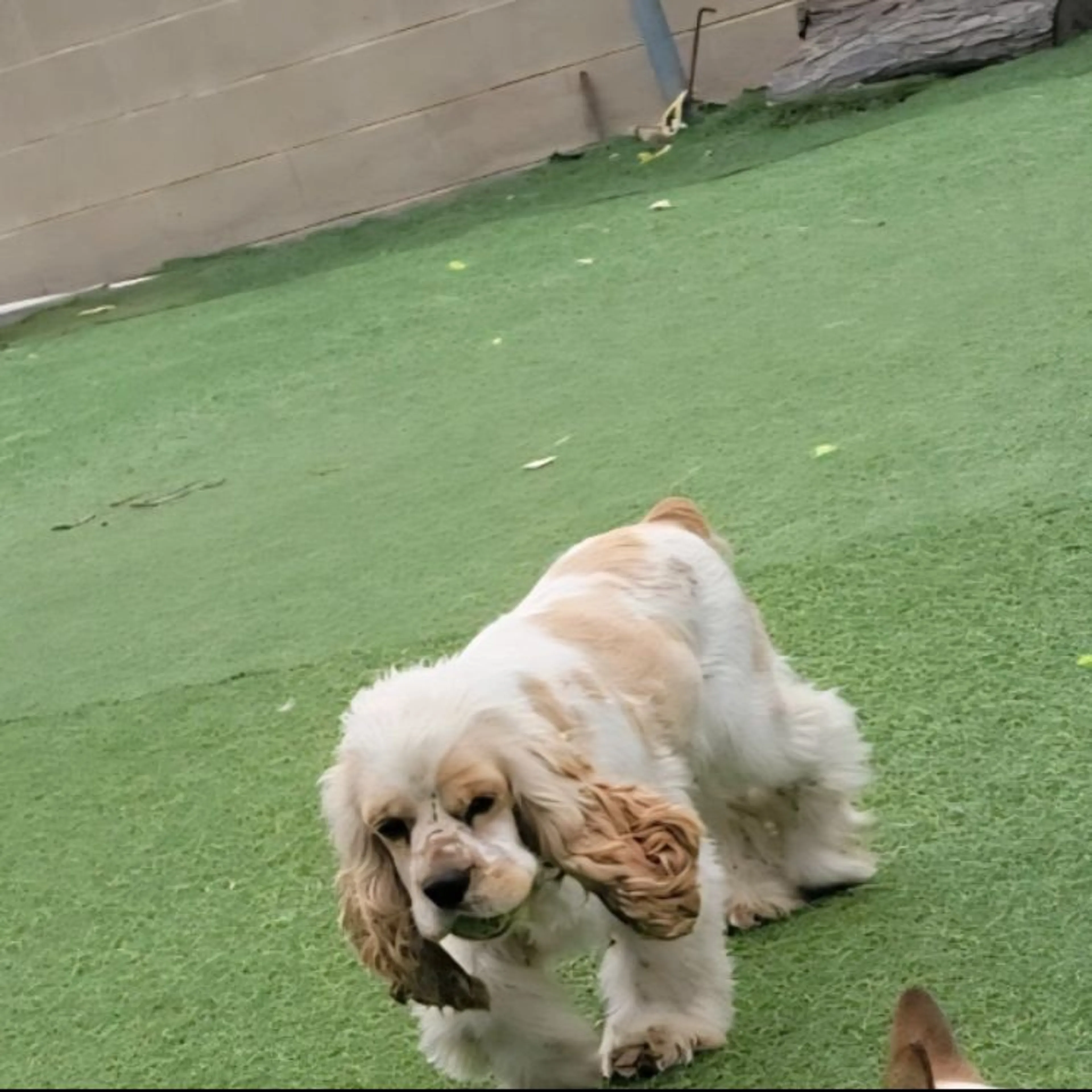 Lost pet-0