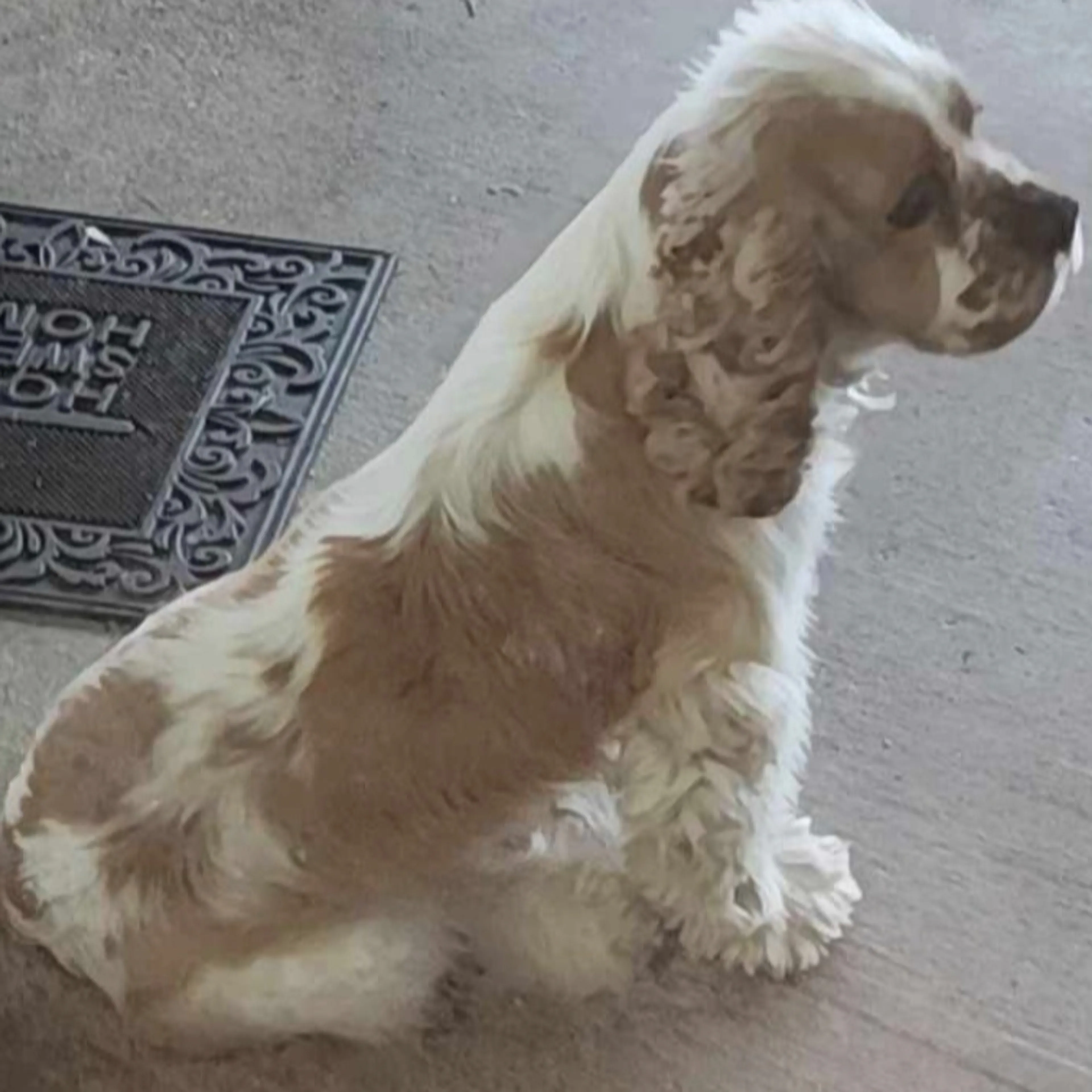 Lost pet-1