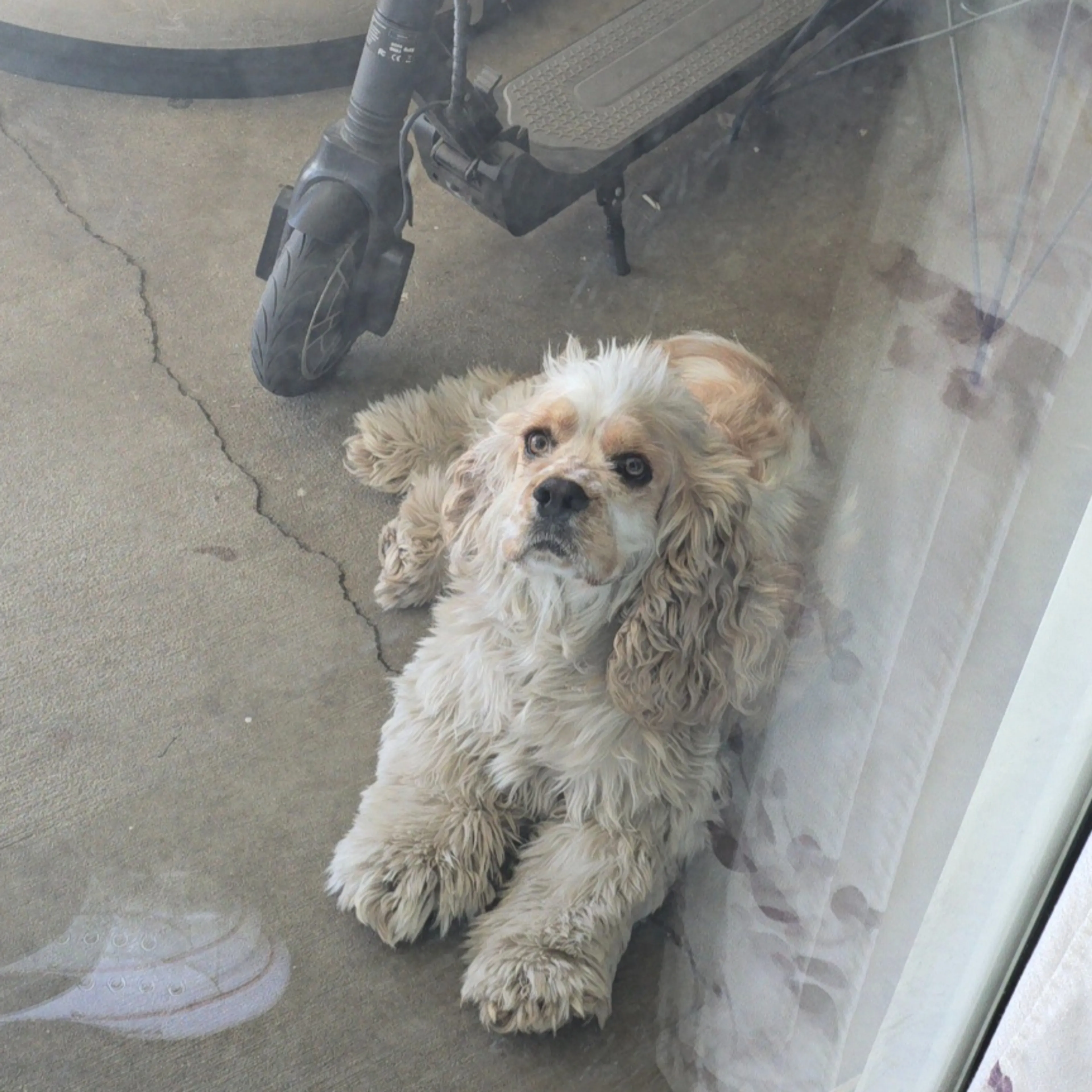 Lost pet-2