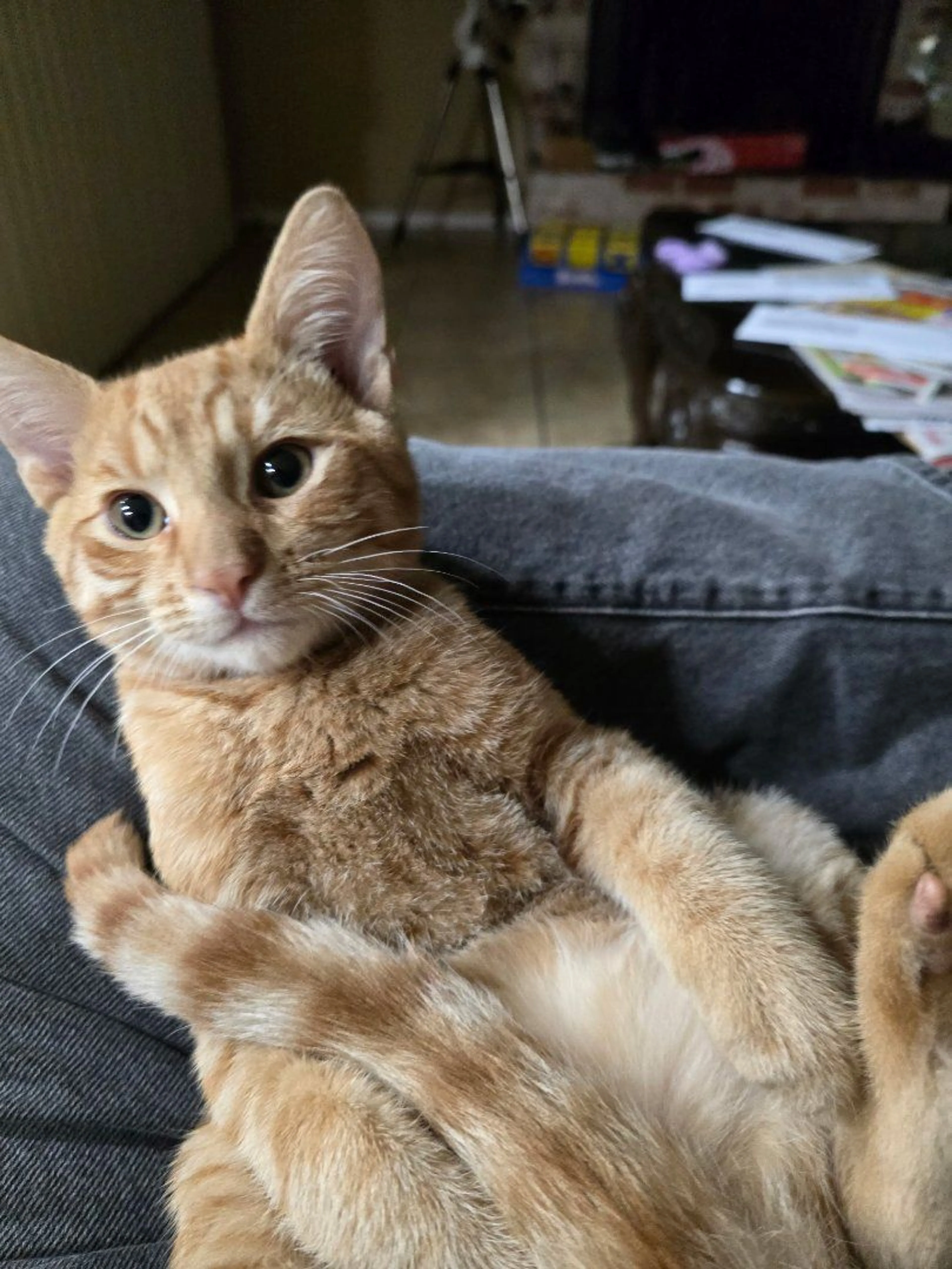 Lost pet-2