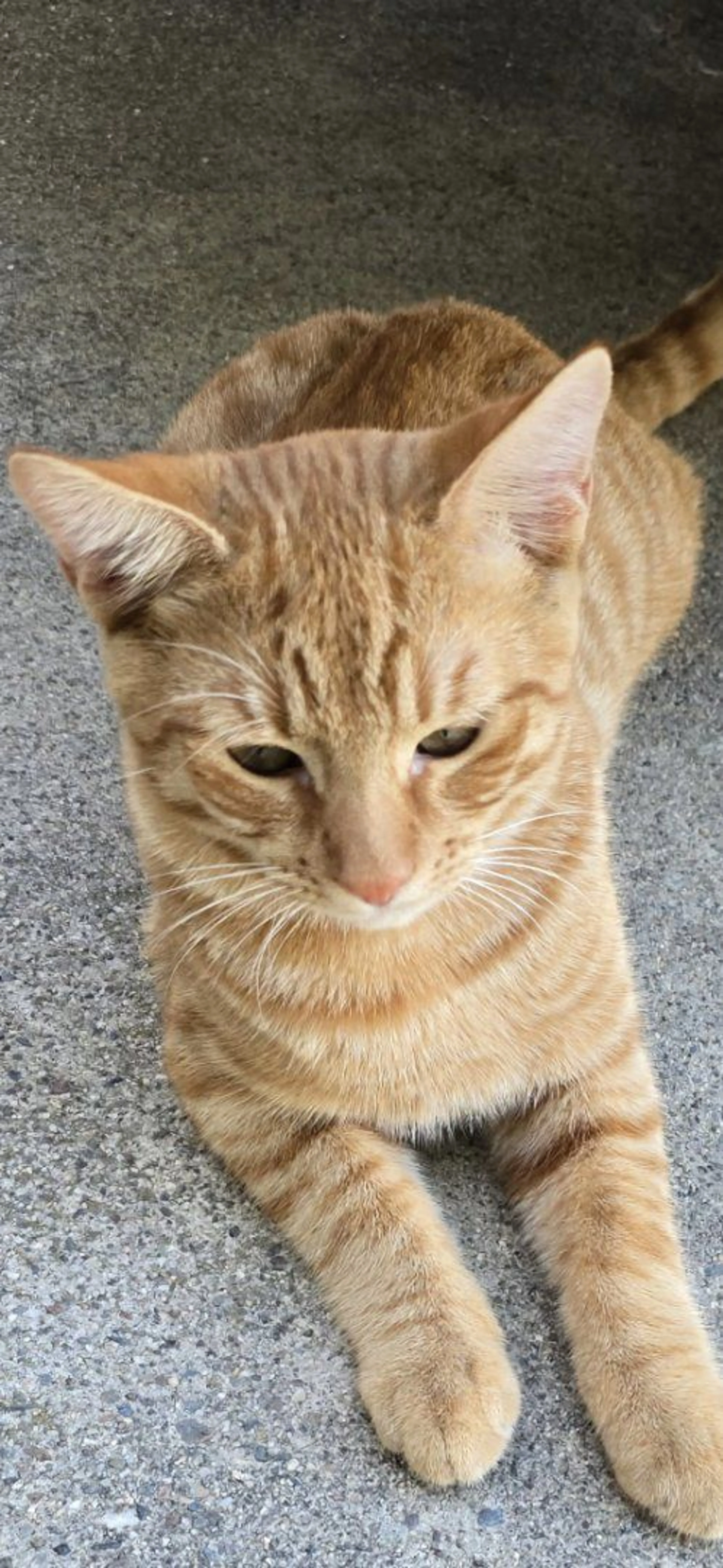 Lost pet-0