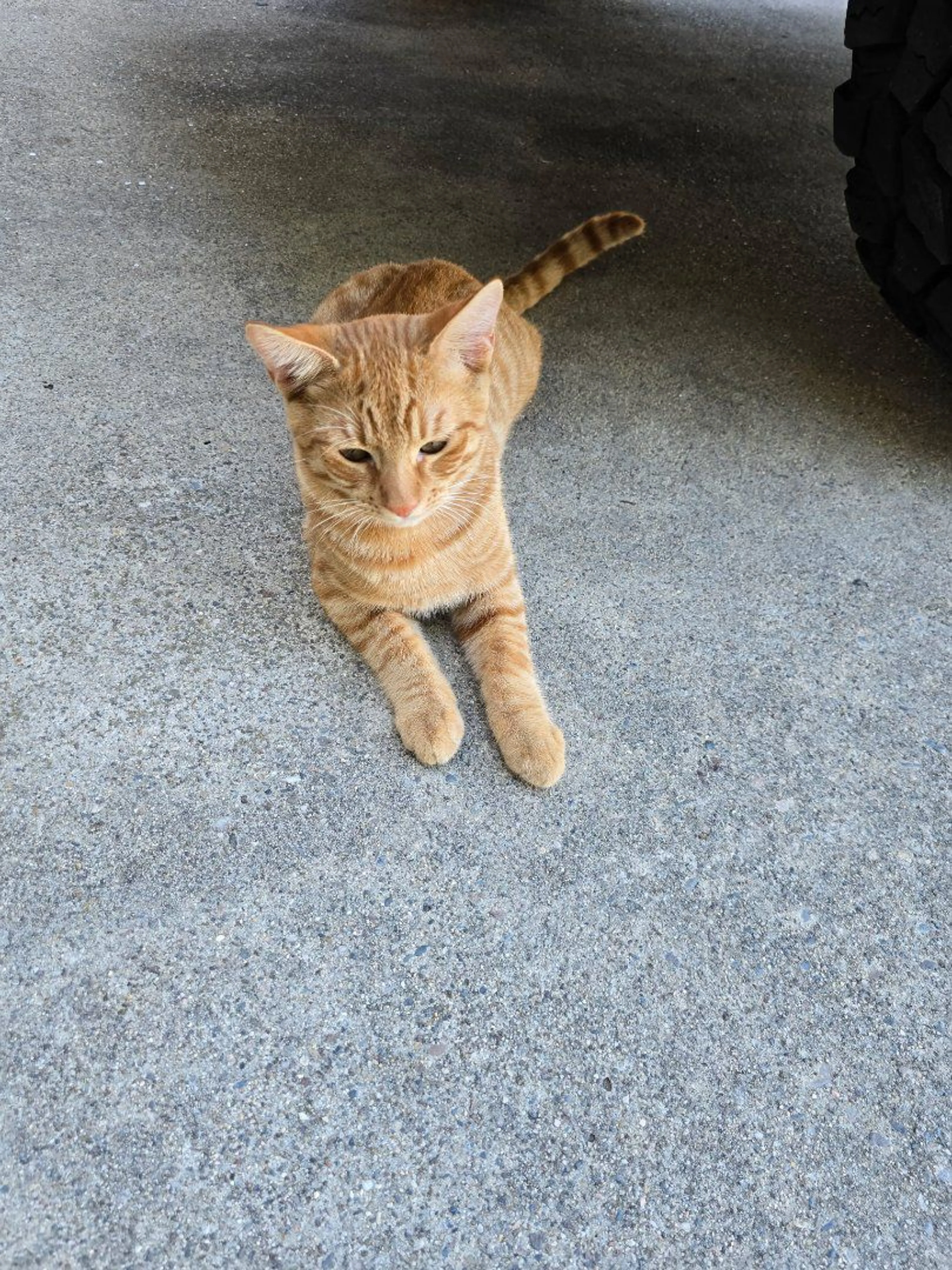 Lost pet-1