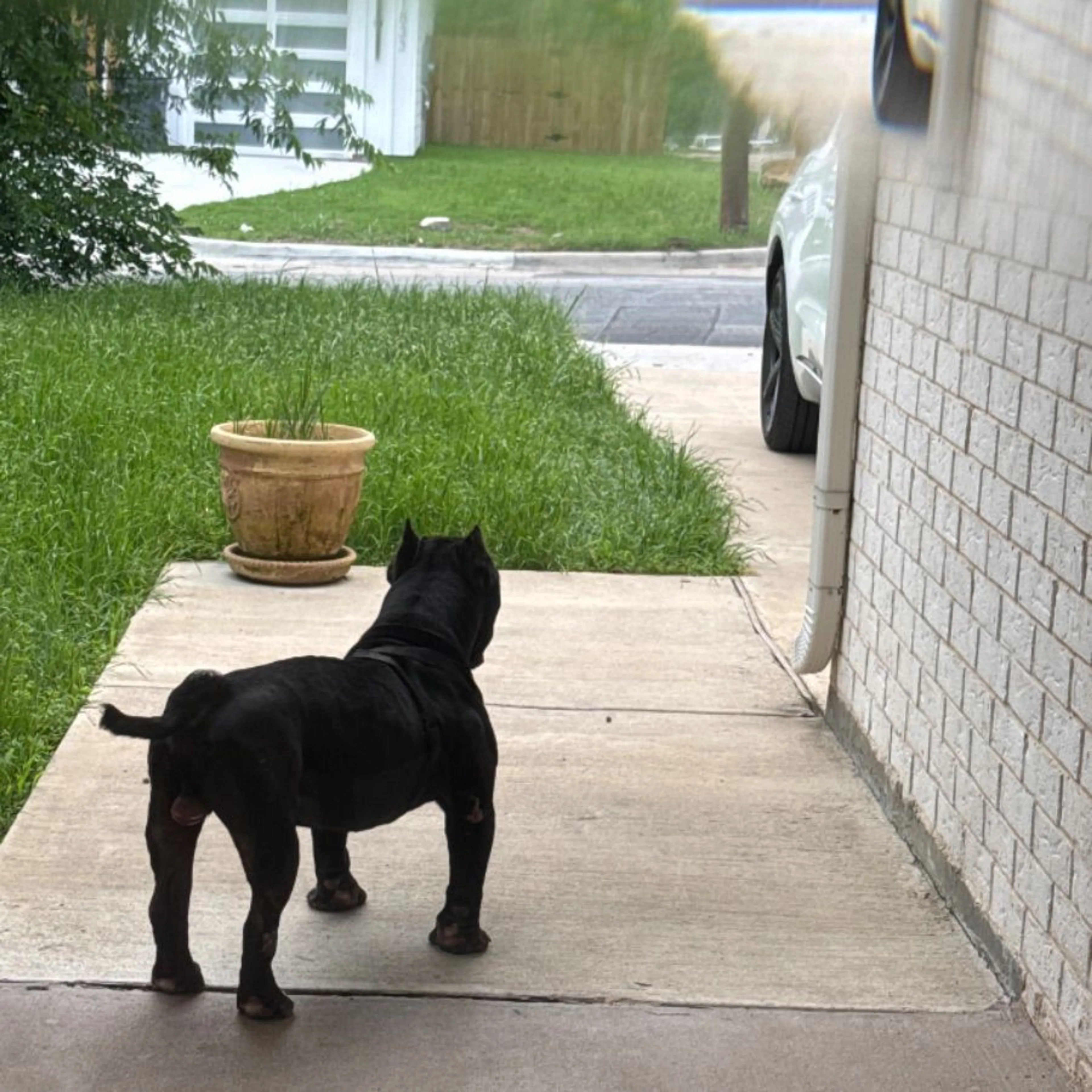Found pet