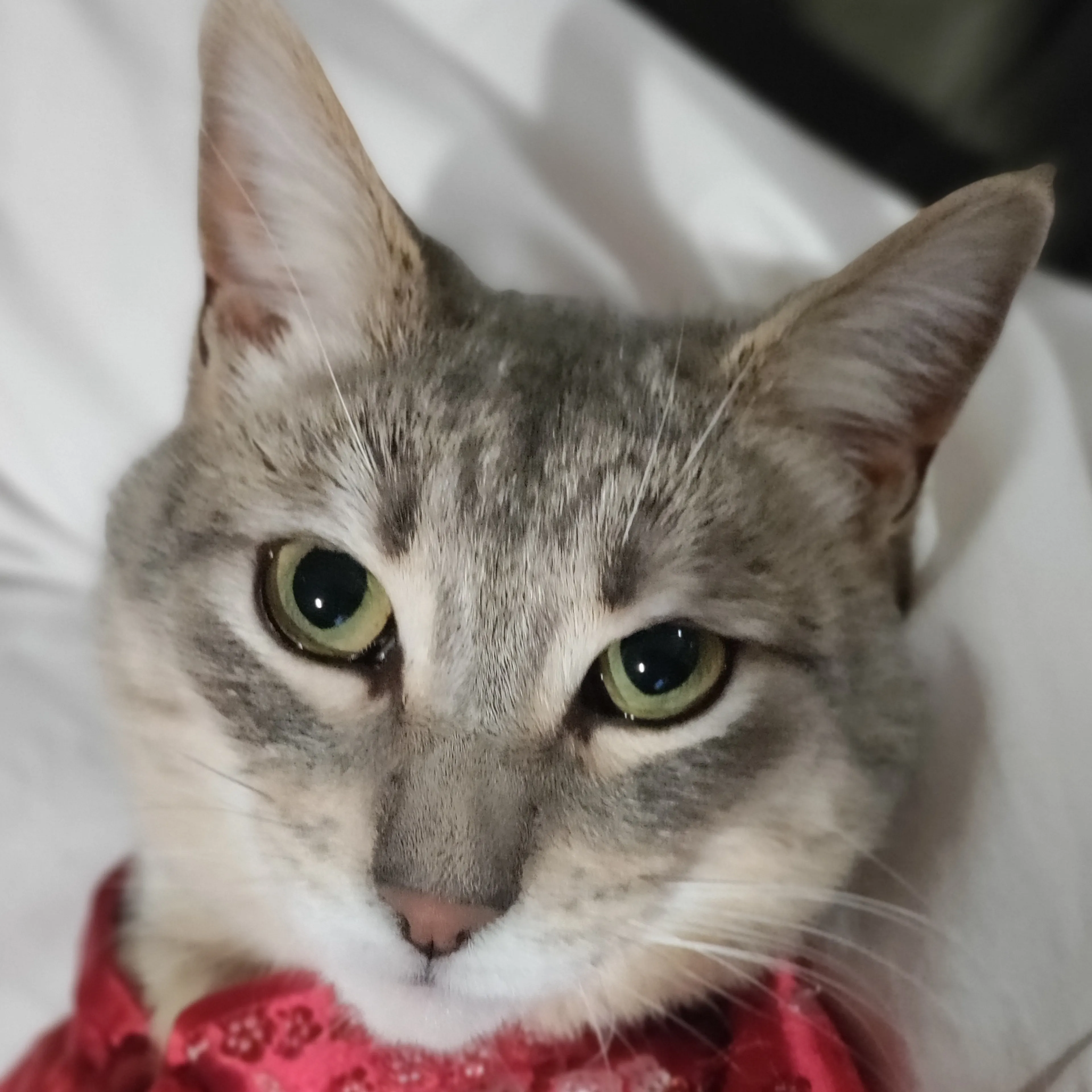 Lost pet-2