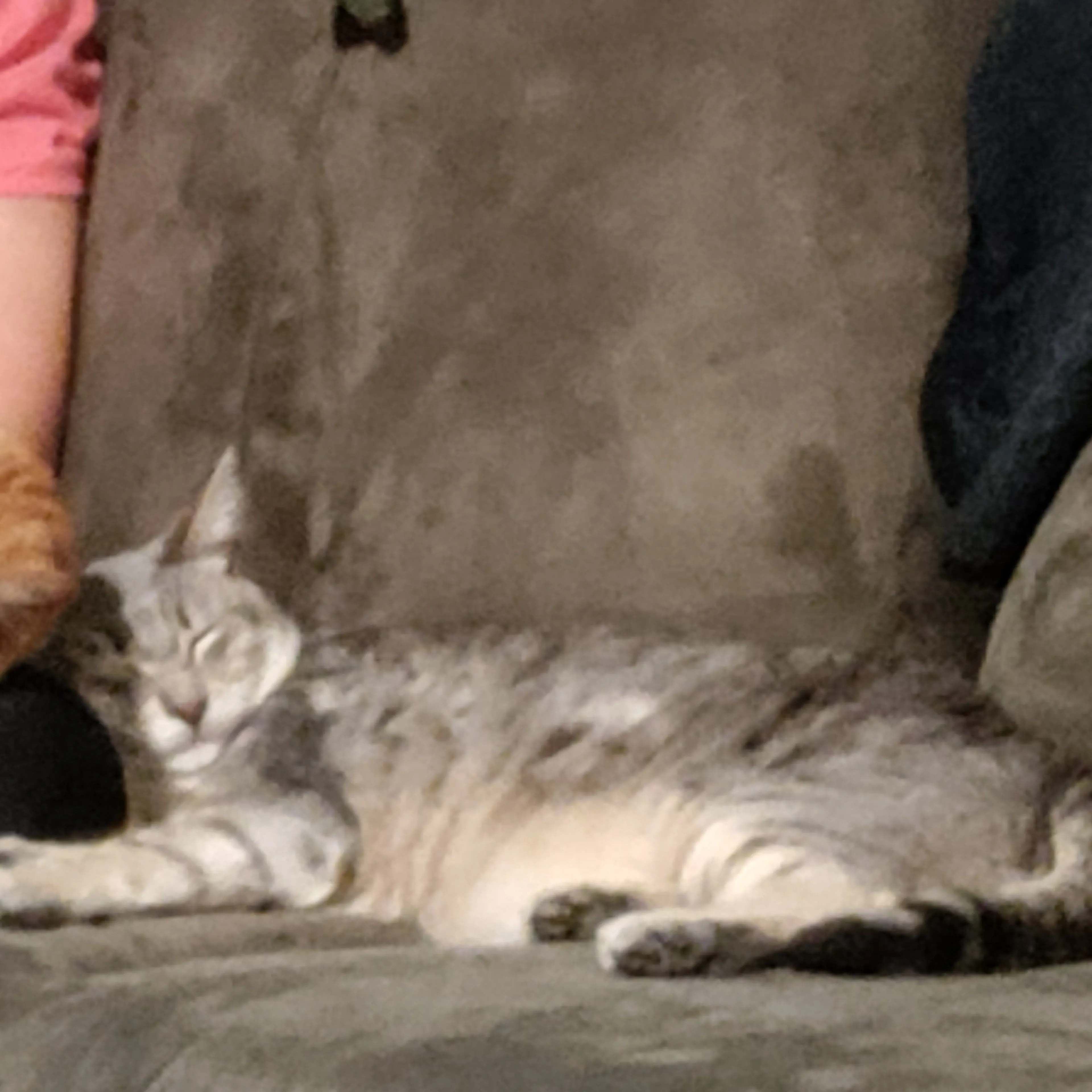 Lost pet-3