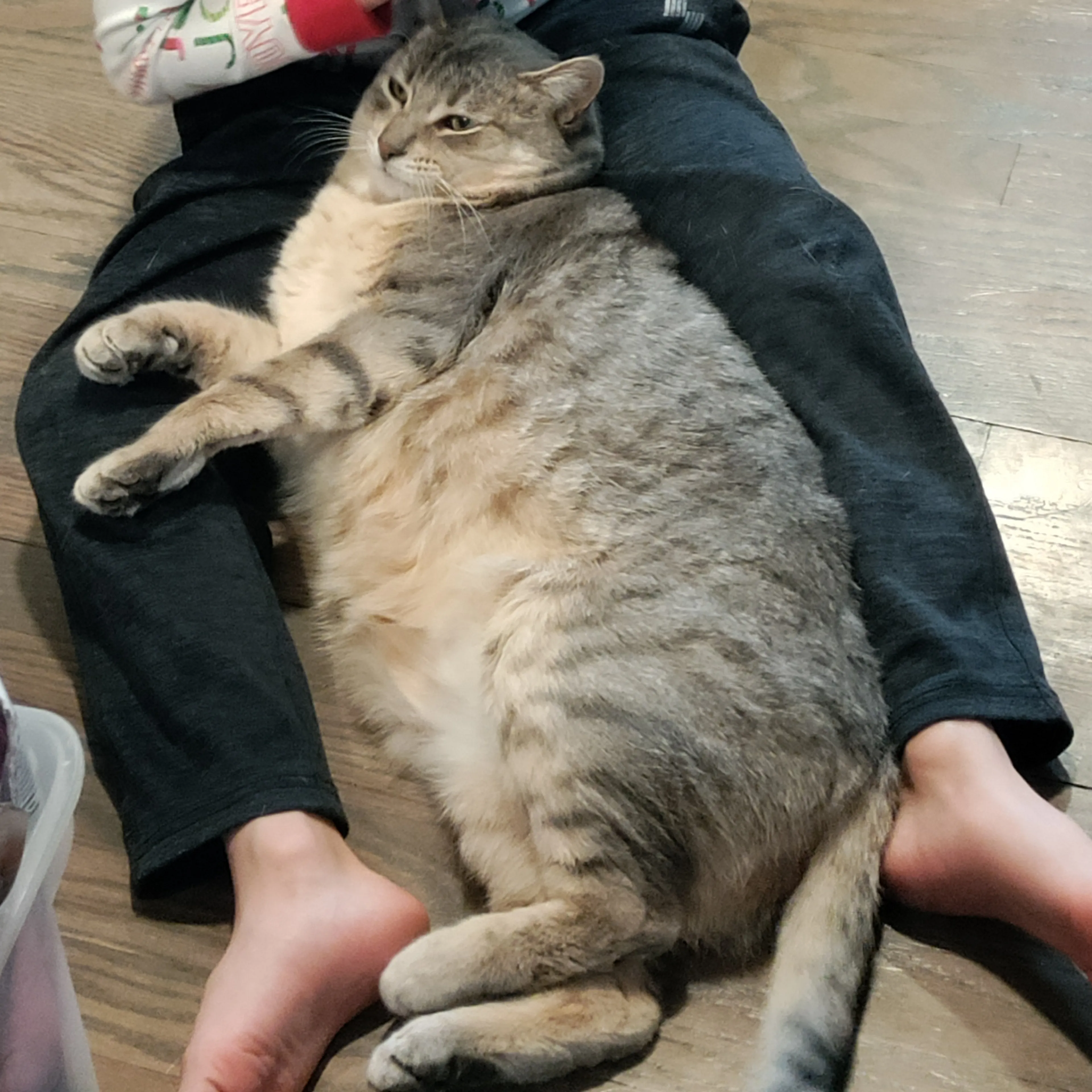 Lost pet-1
