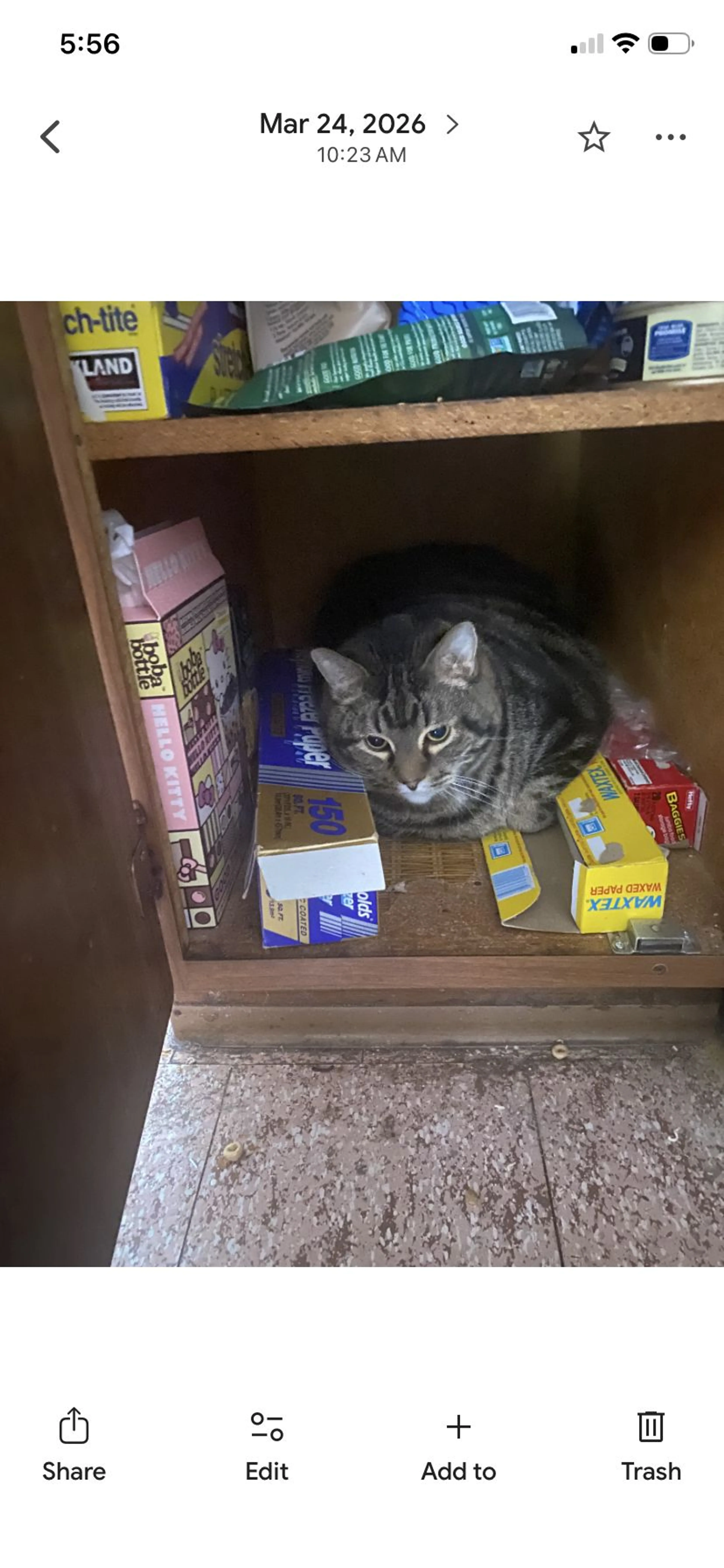Lost pet-0
