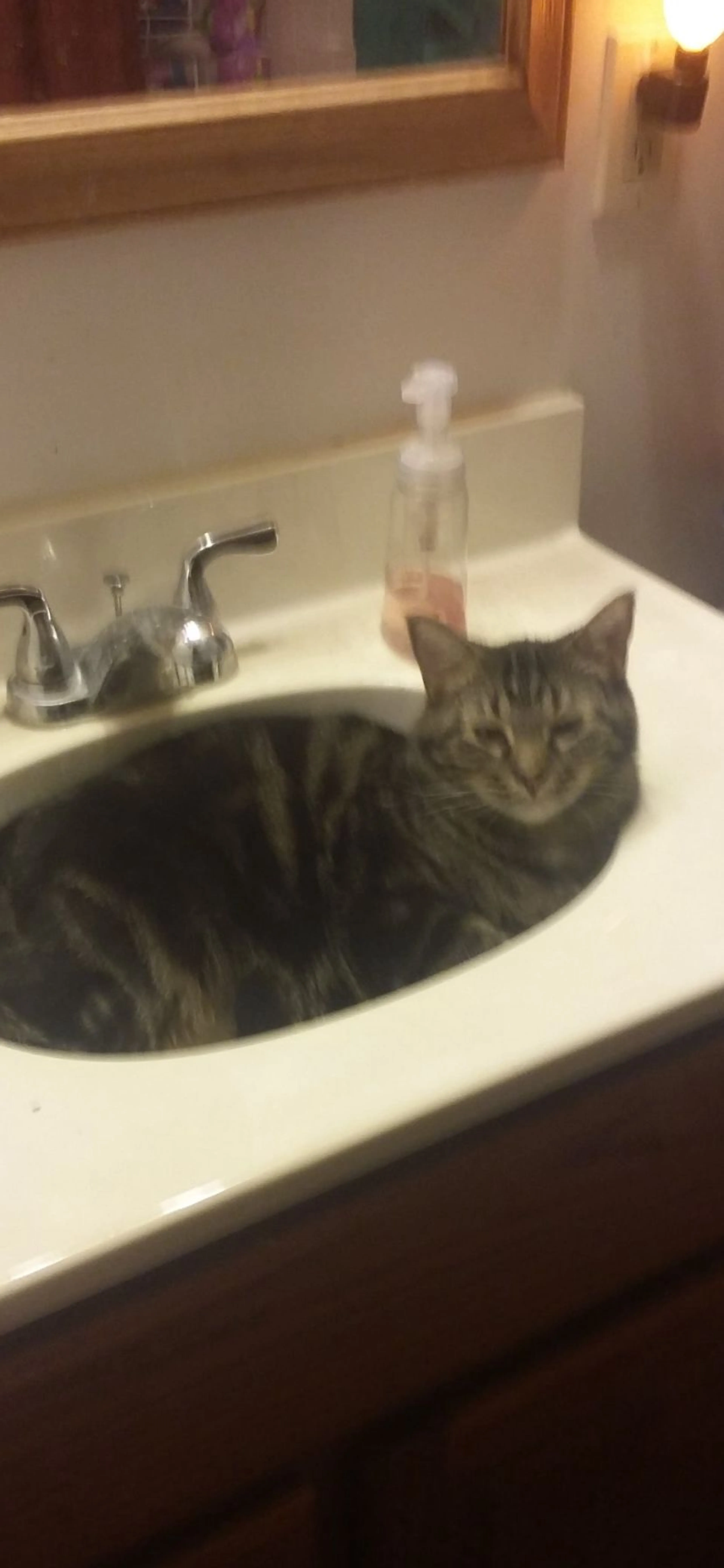 Lost pet-1