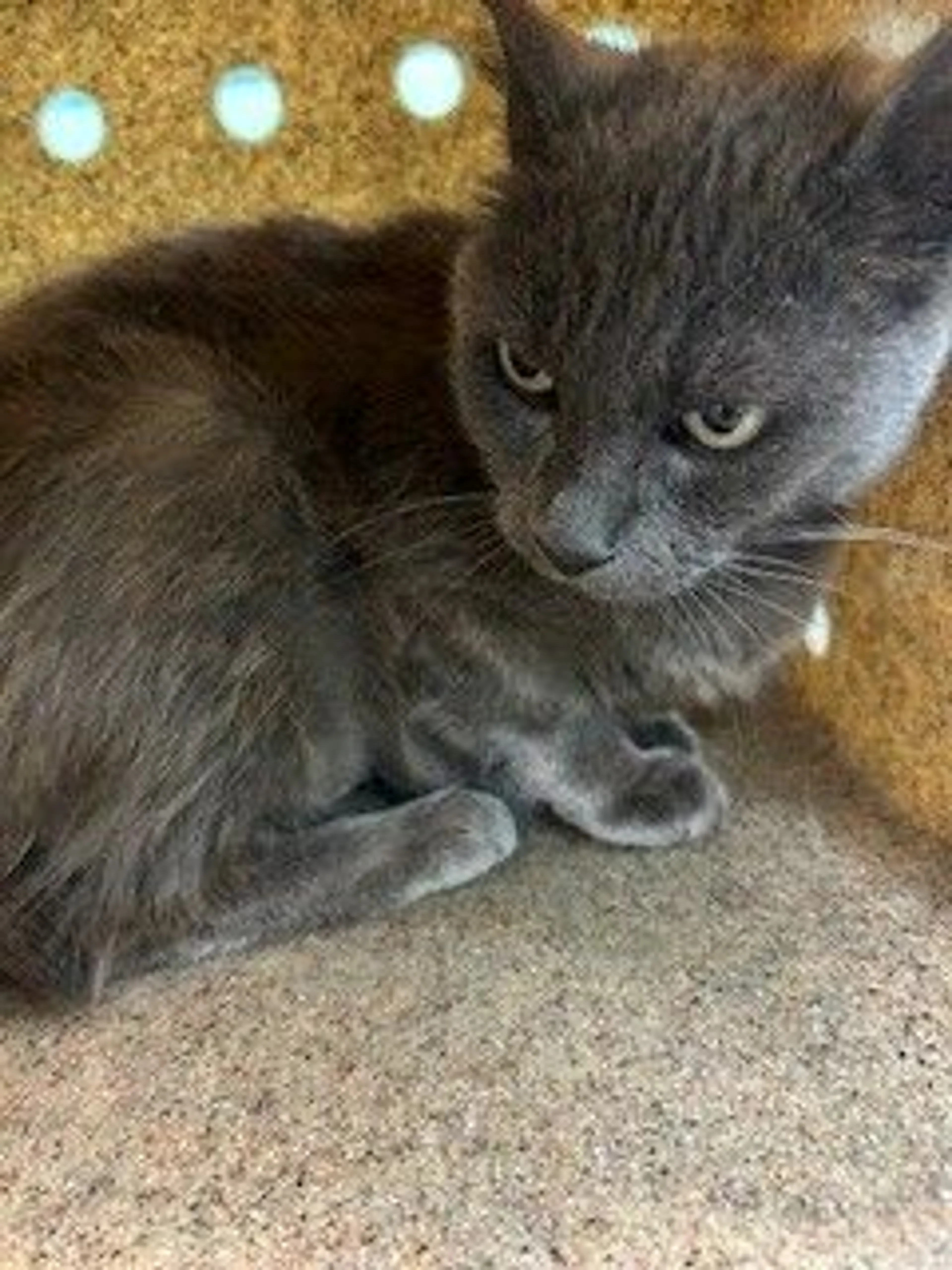 Found pet