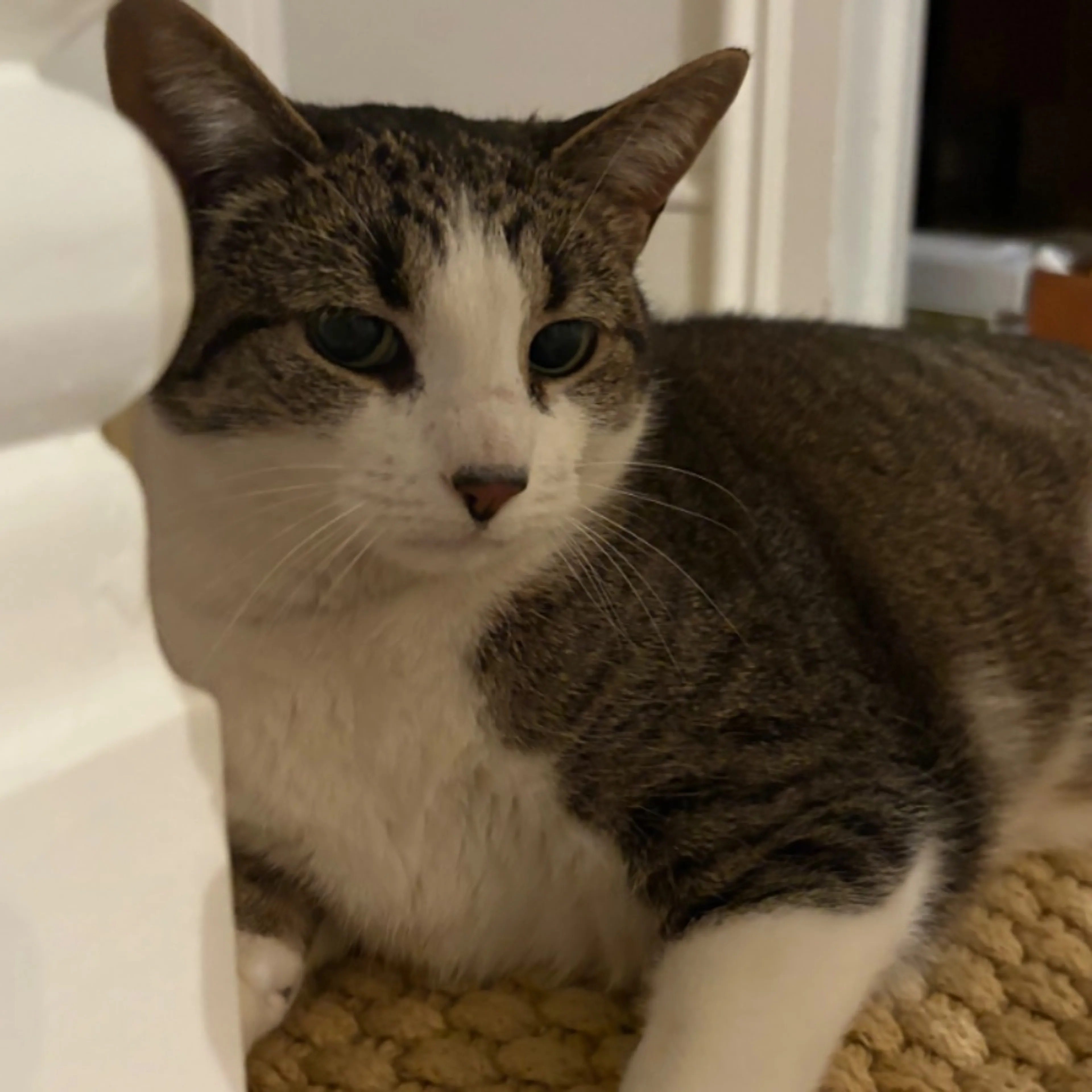 Lost pet