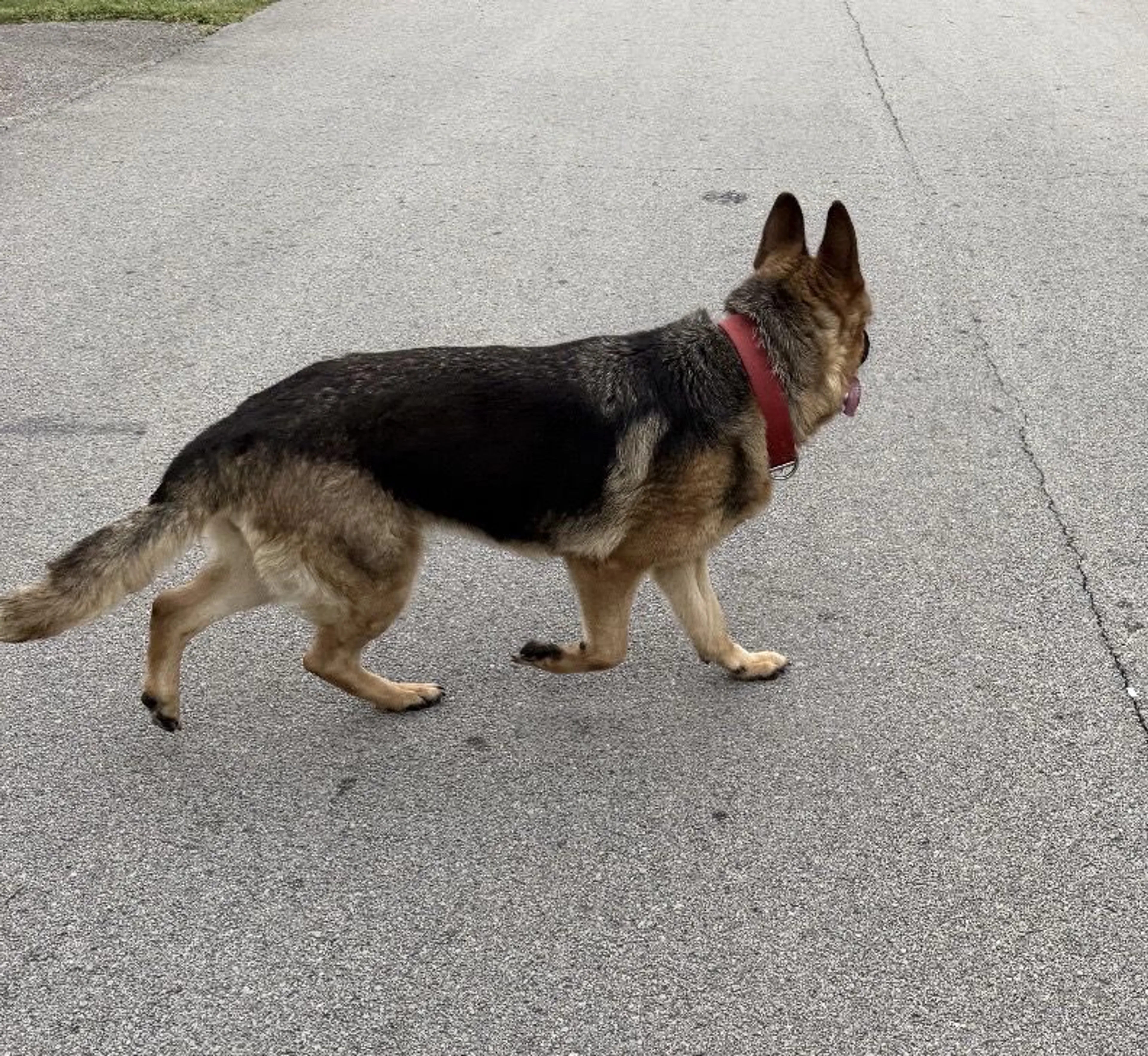 Lost pet