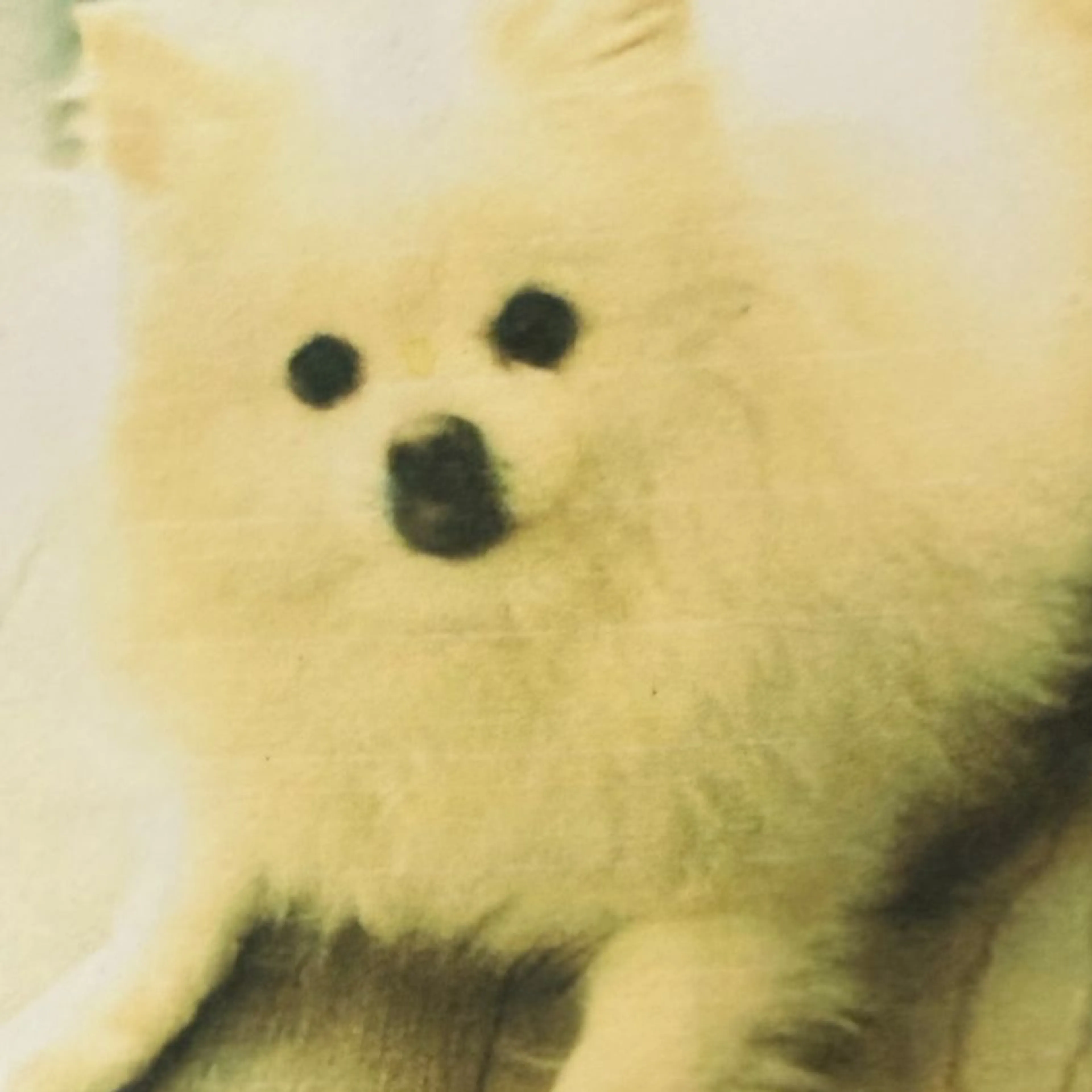 Lost pet