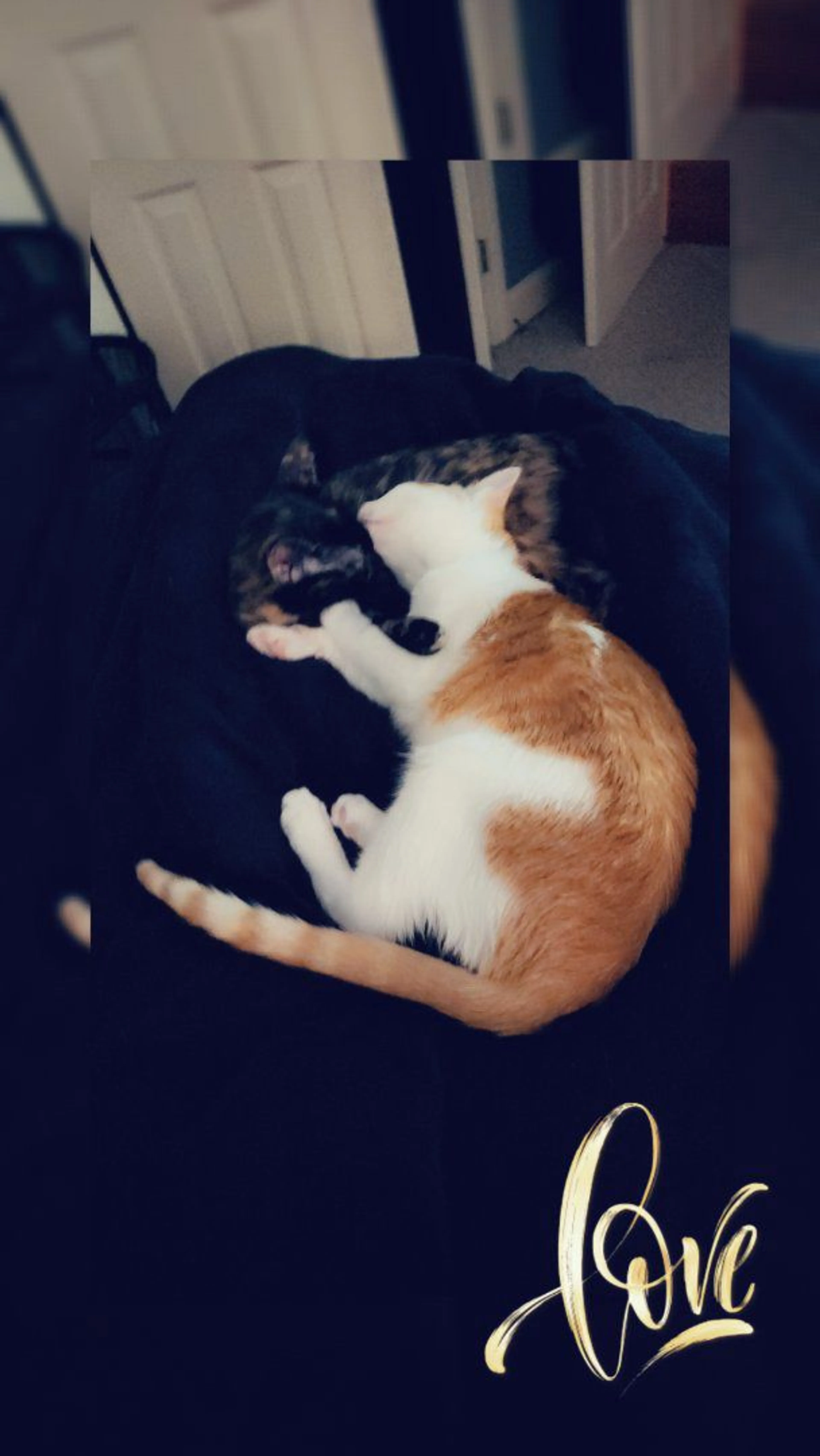 Lost pet-1