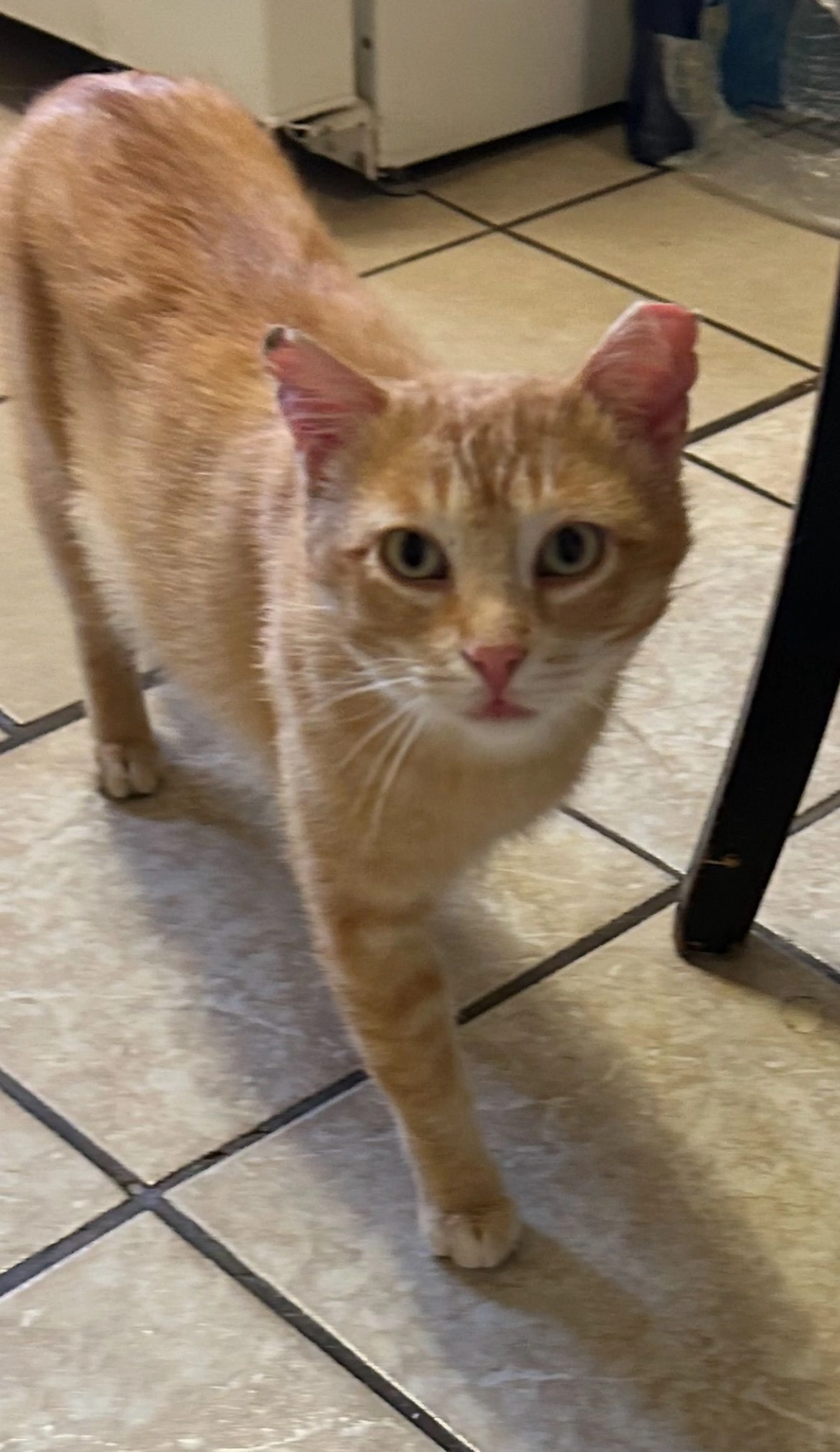 Lost pet
