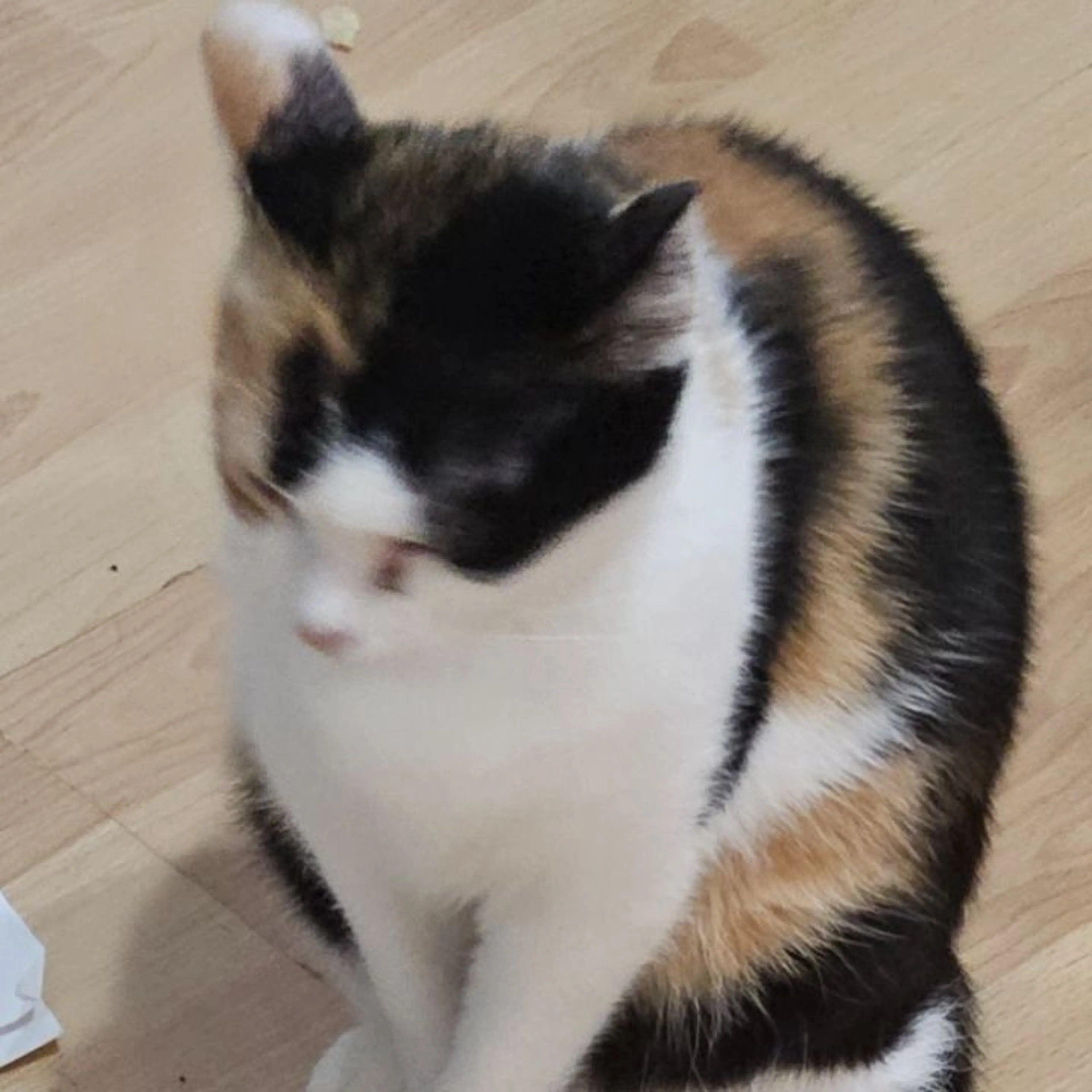 Lost pet