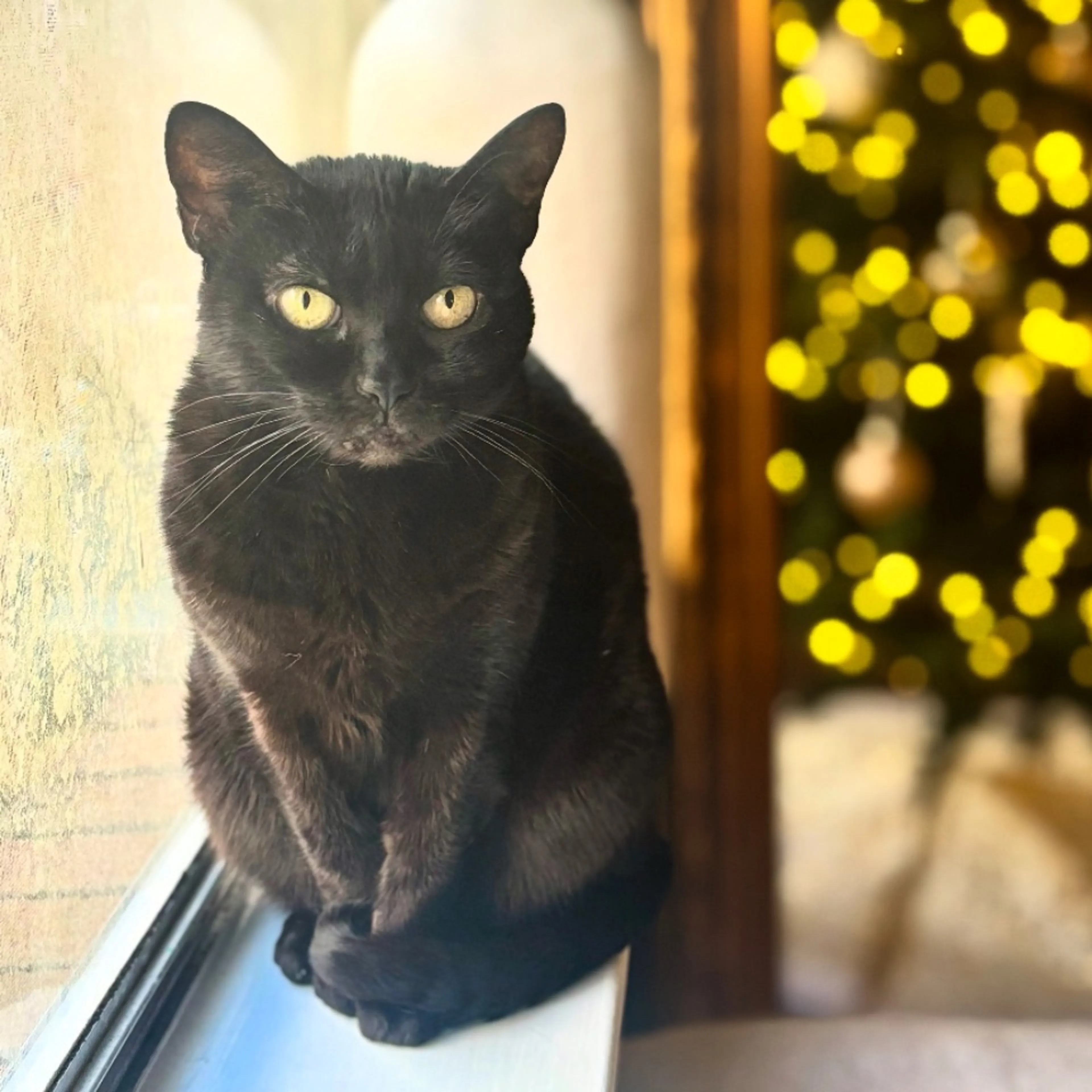 Lost pet