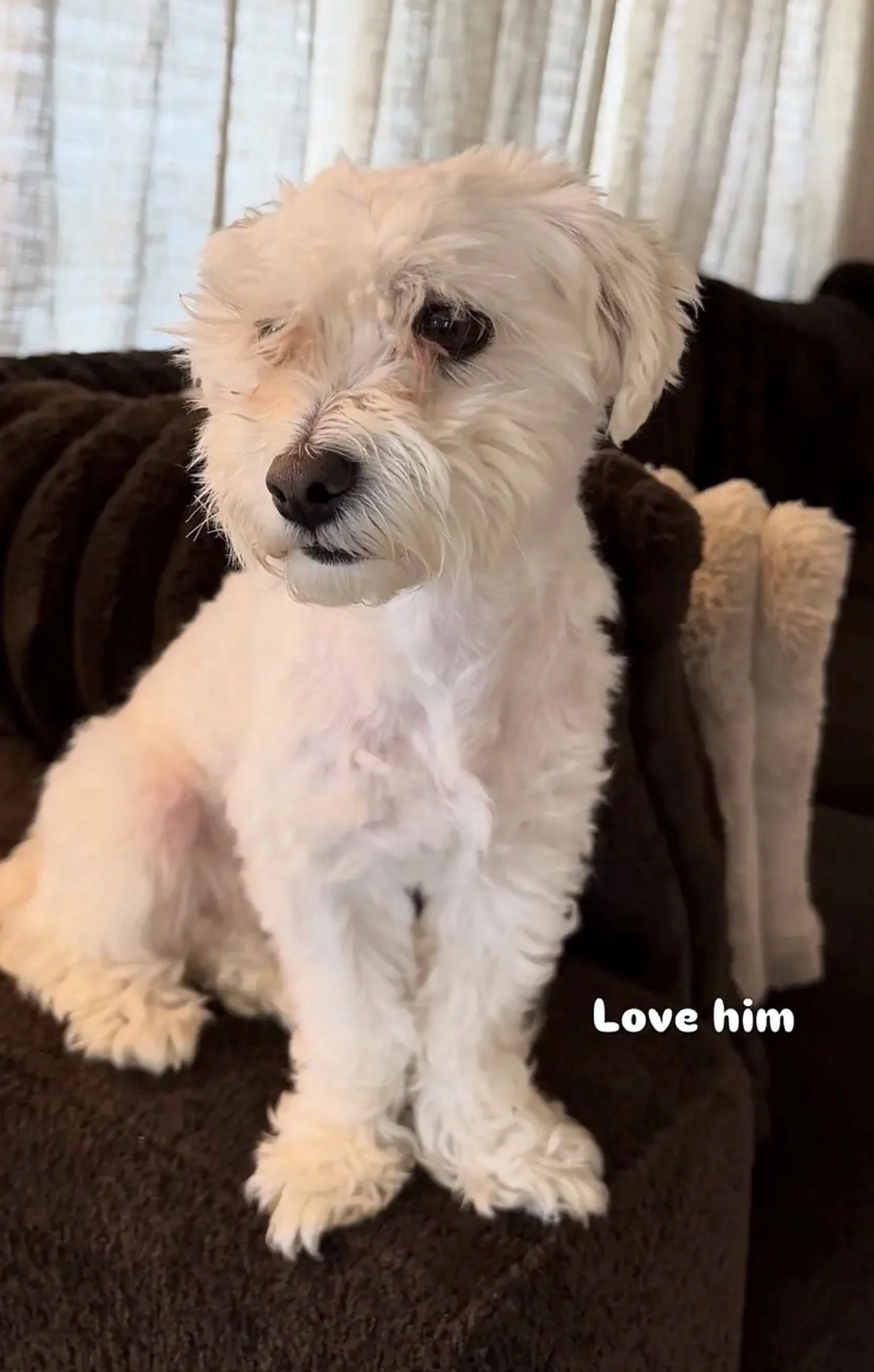 Lost pet-0