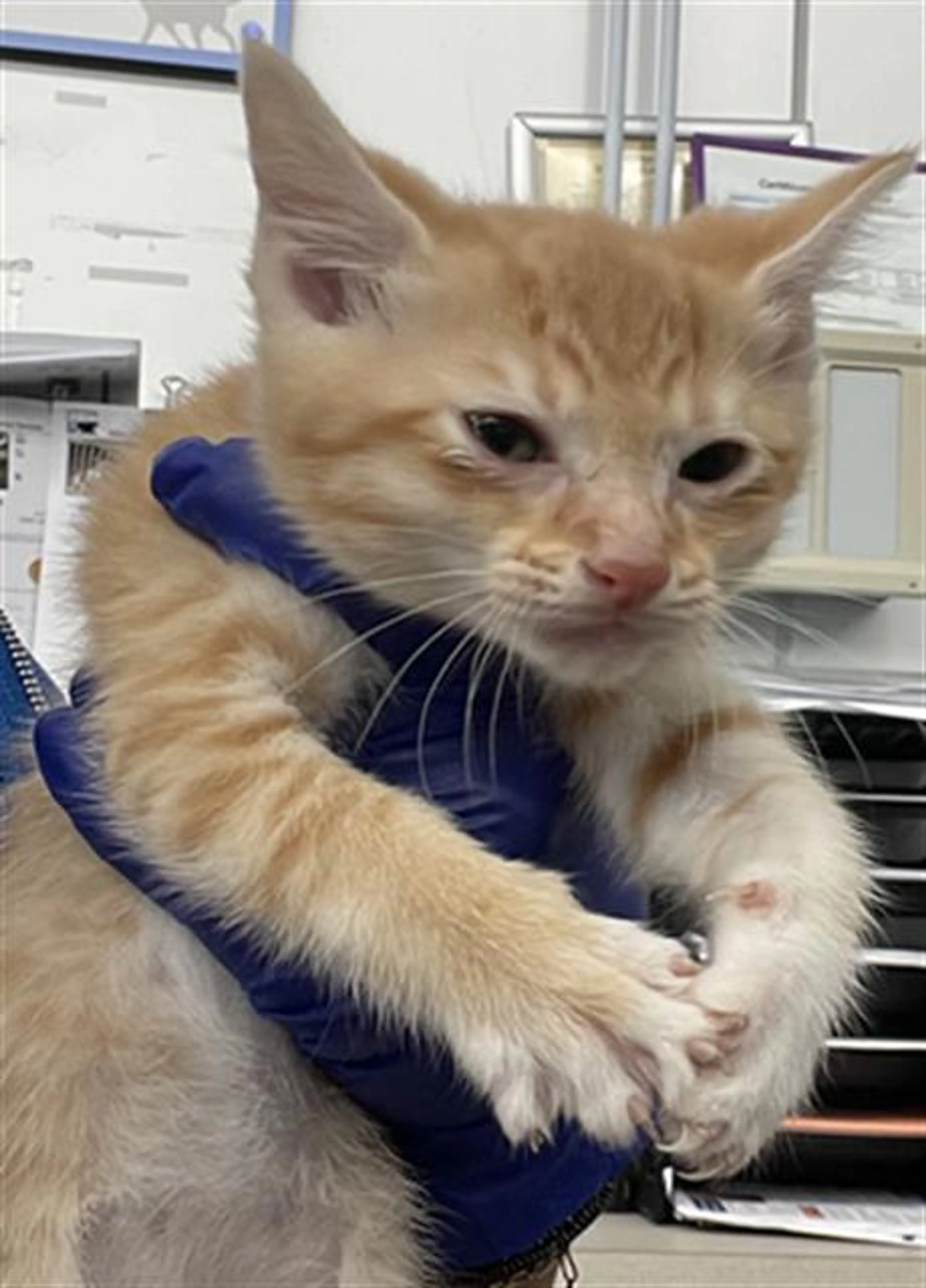 Found pet