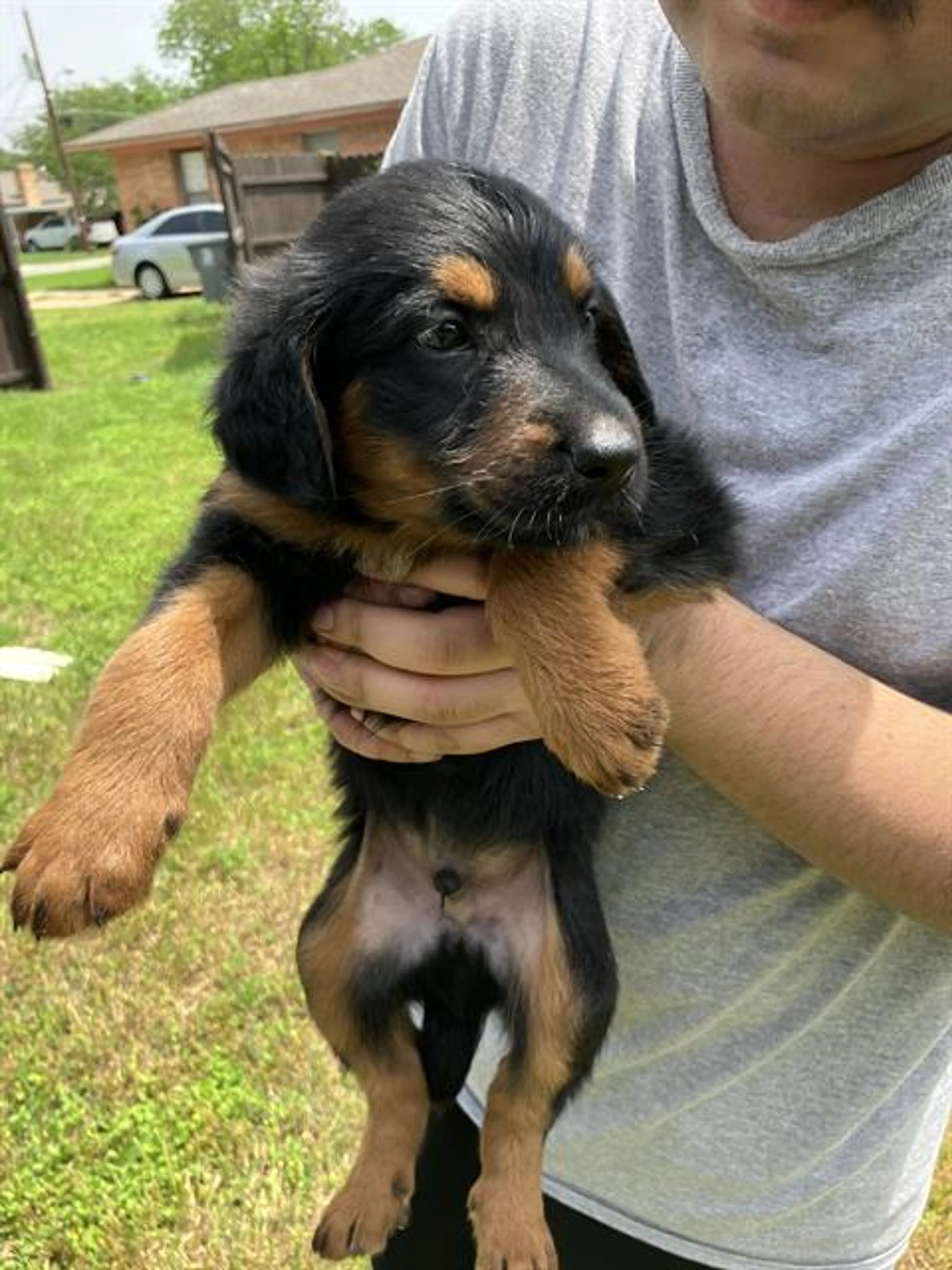 Found pet