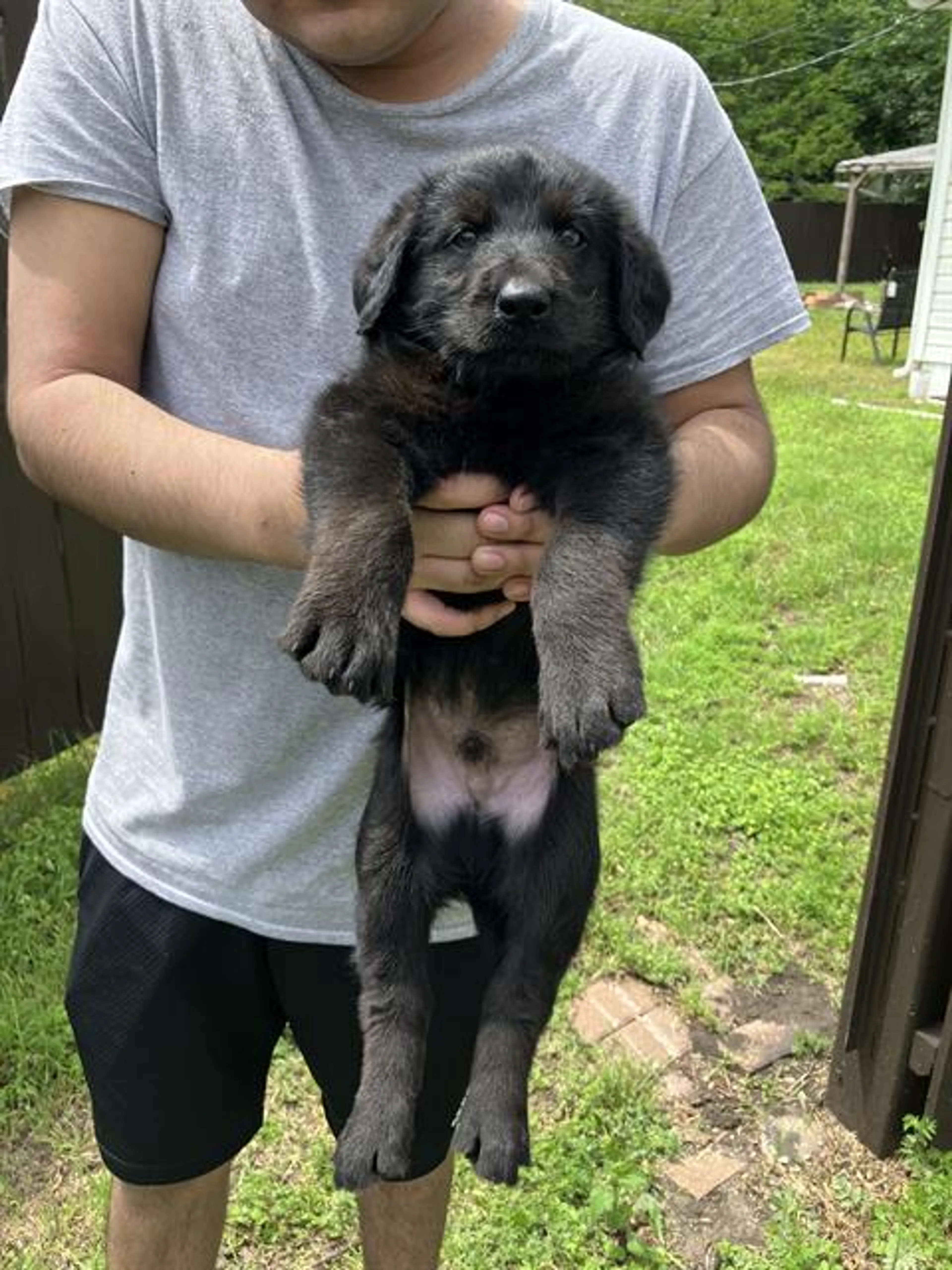 Found pet