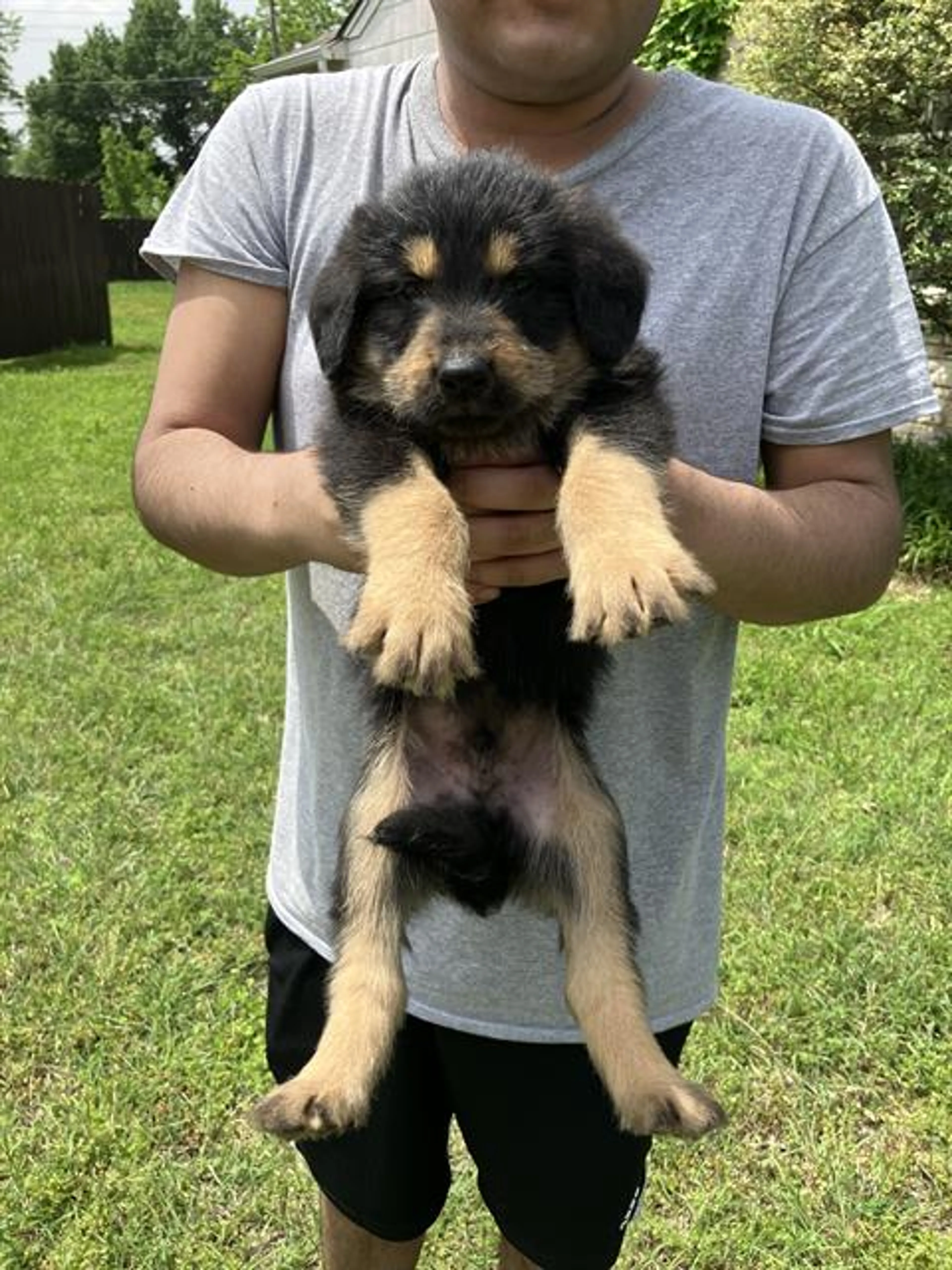 Found pet