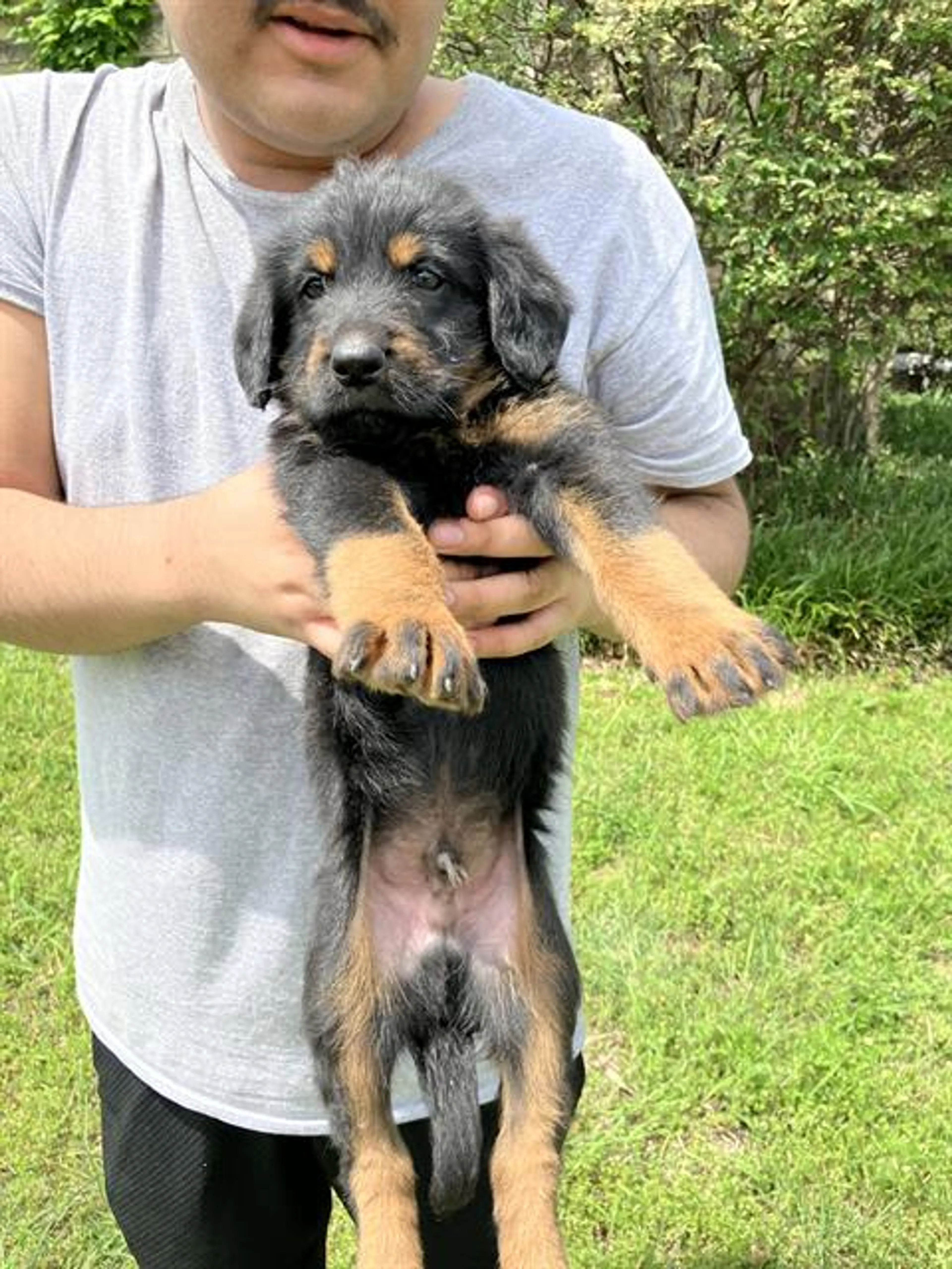 Found pet