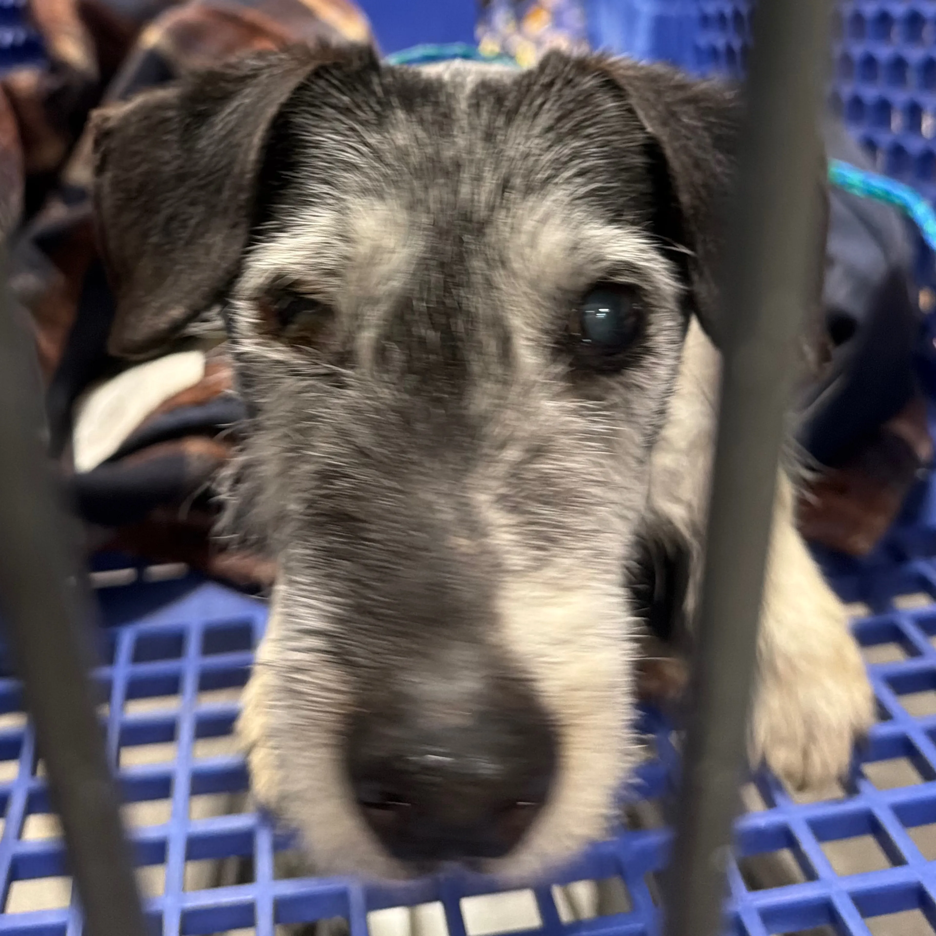 Found pet-1