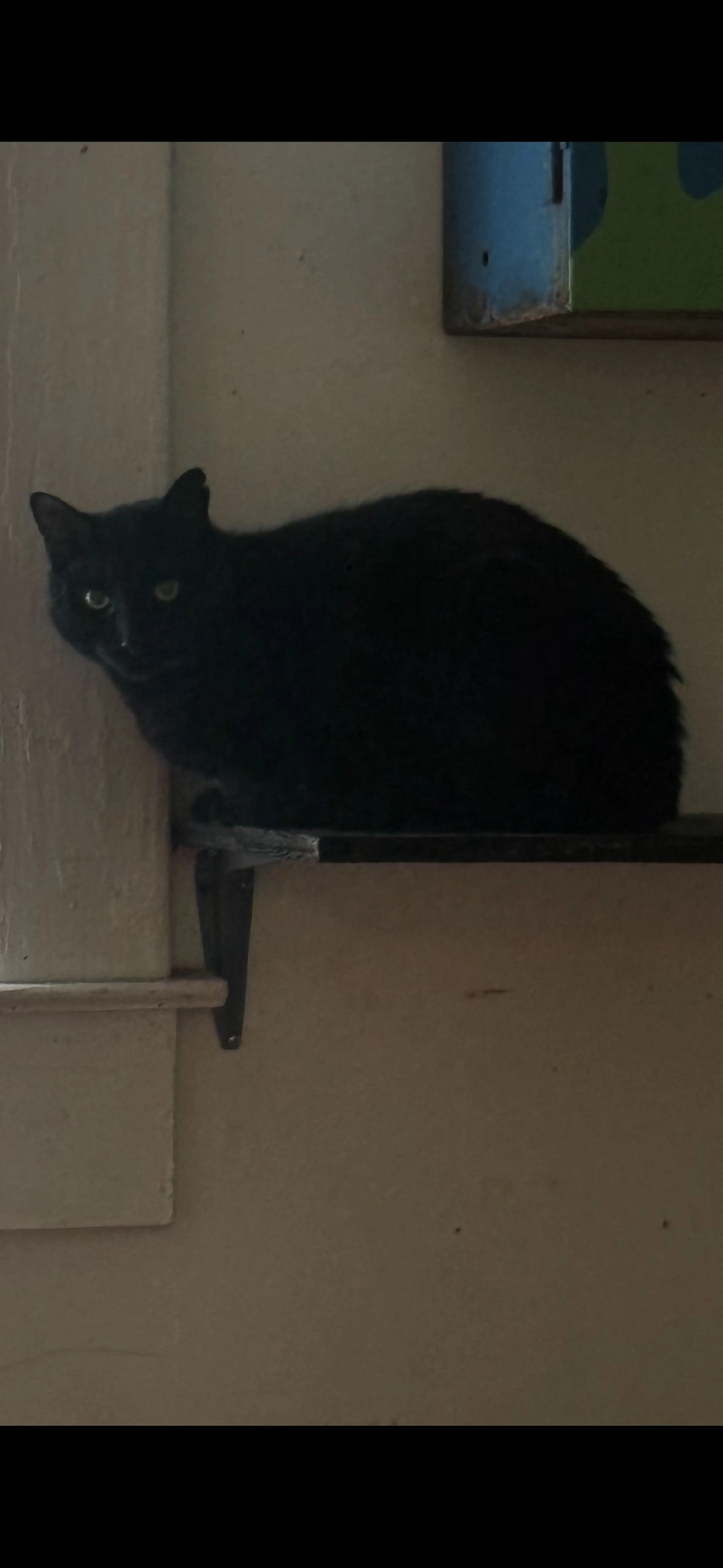 Lost pet-2