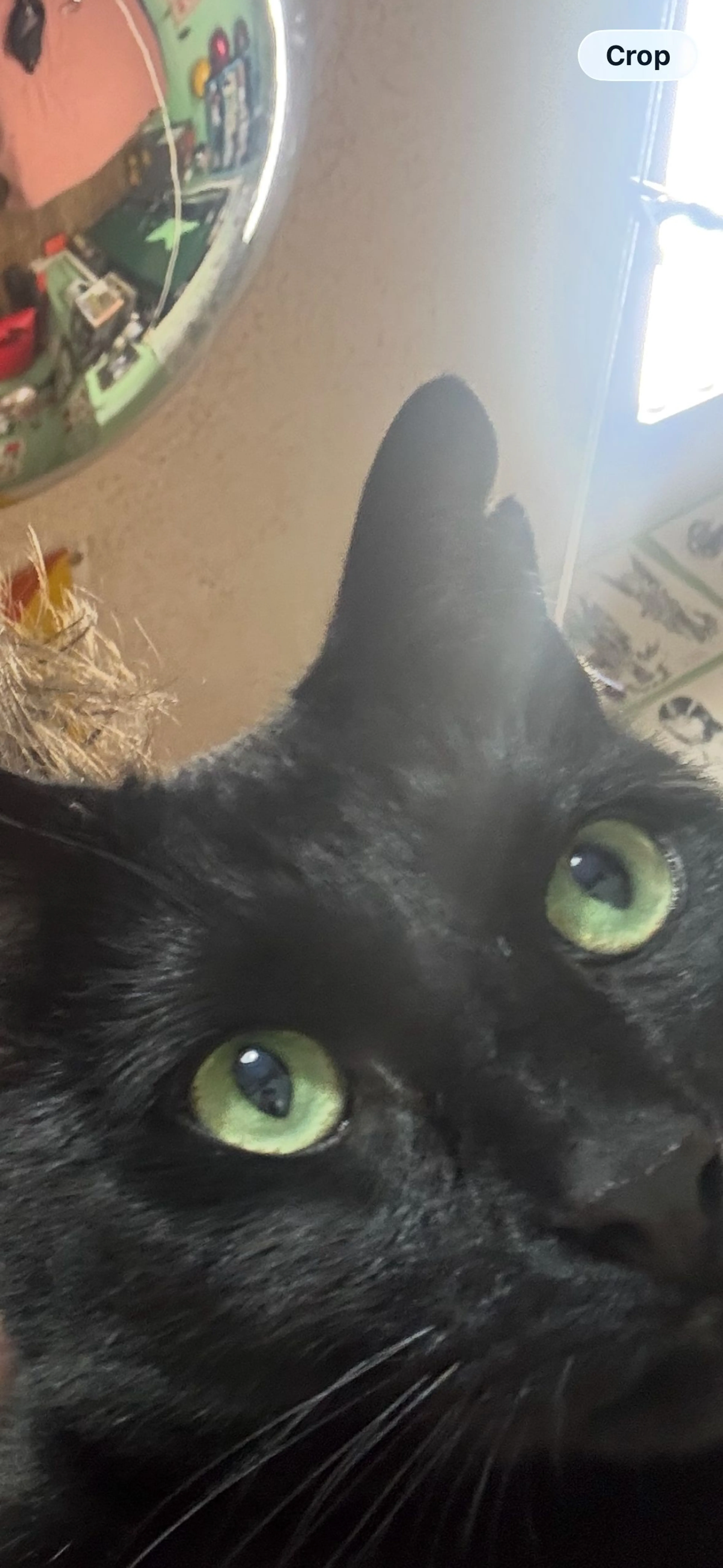 Lost pet-1
