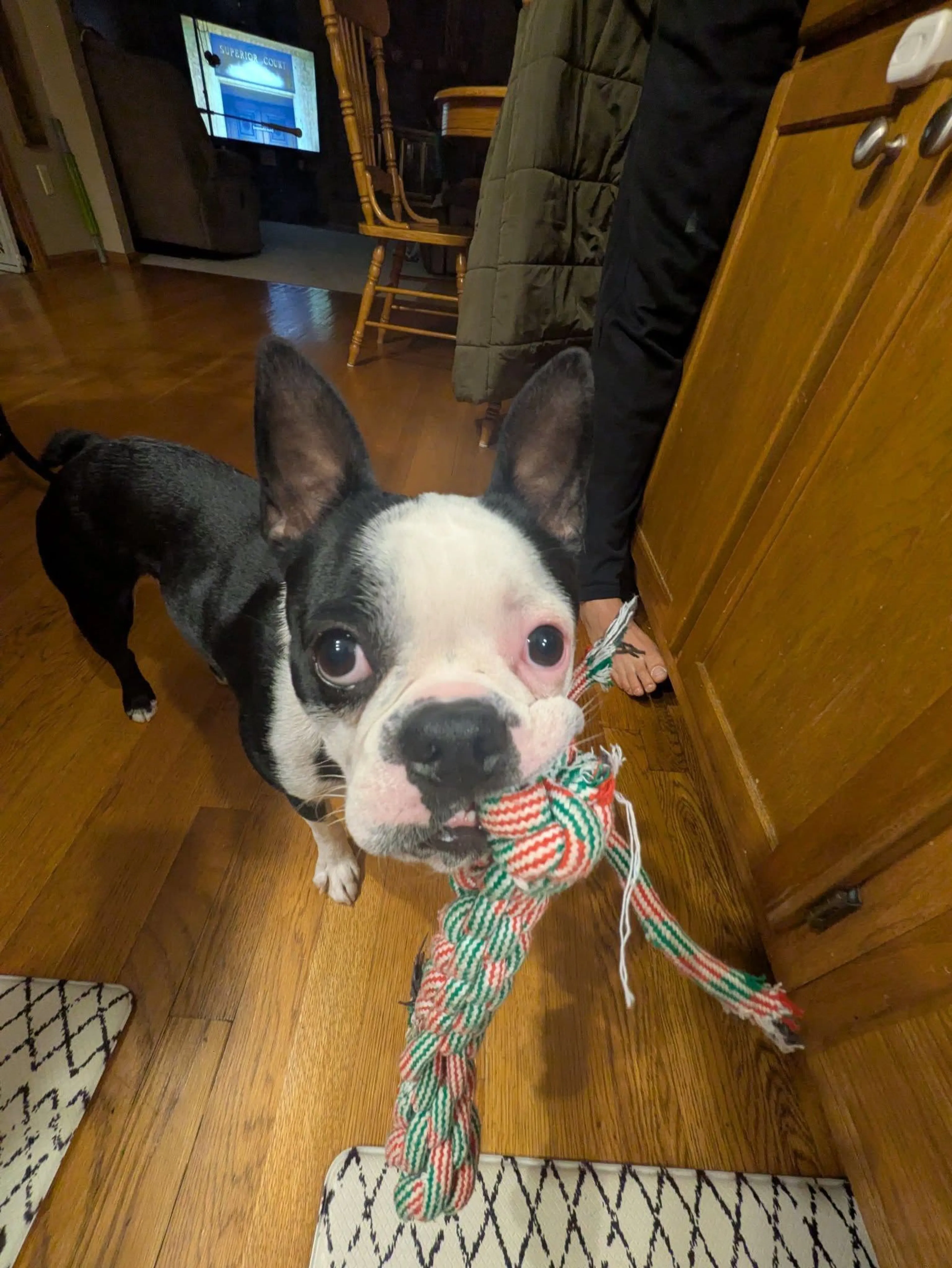 Lost pet