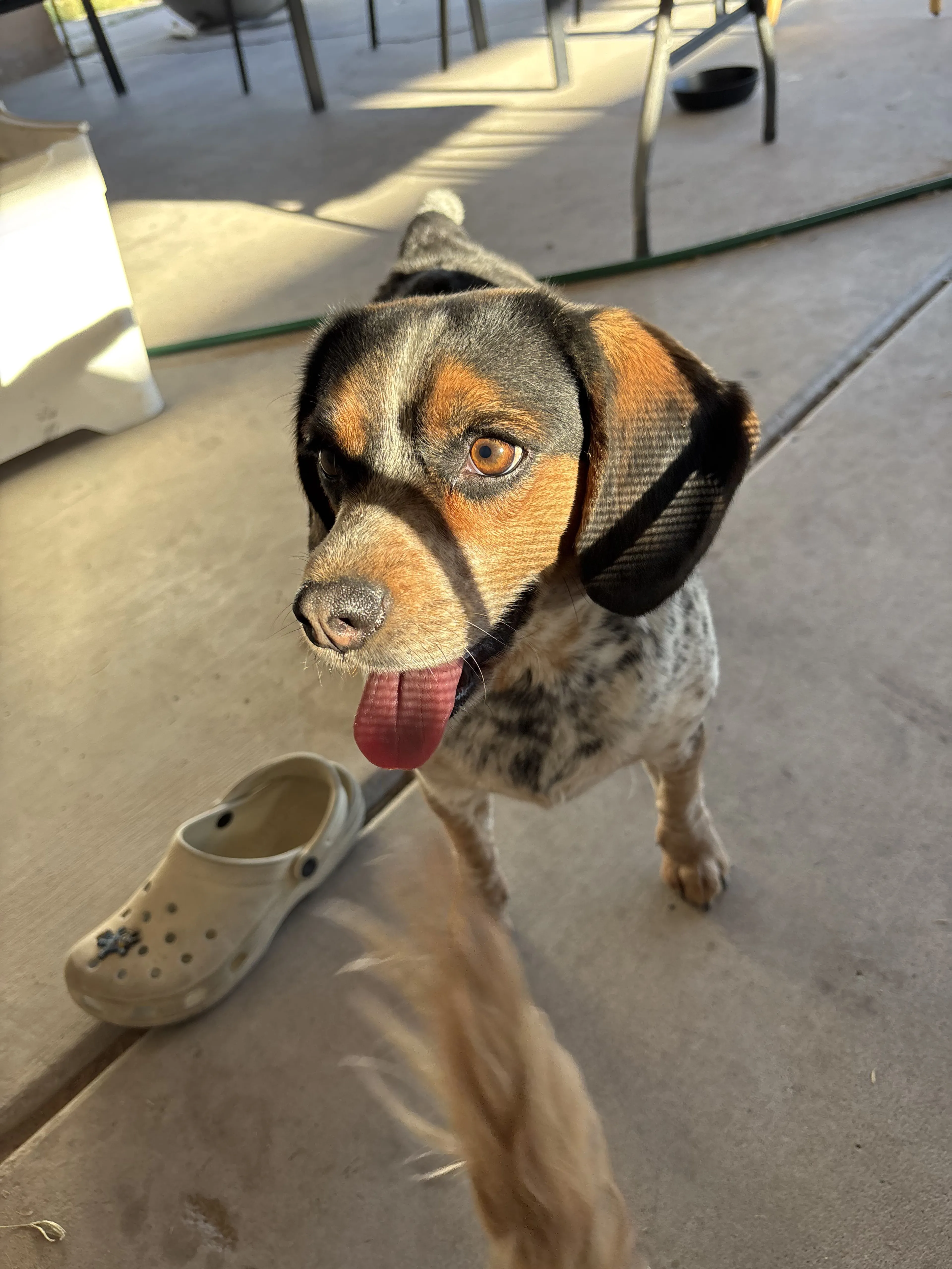 Lost pet-1