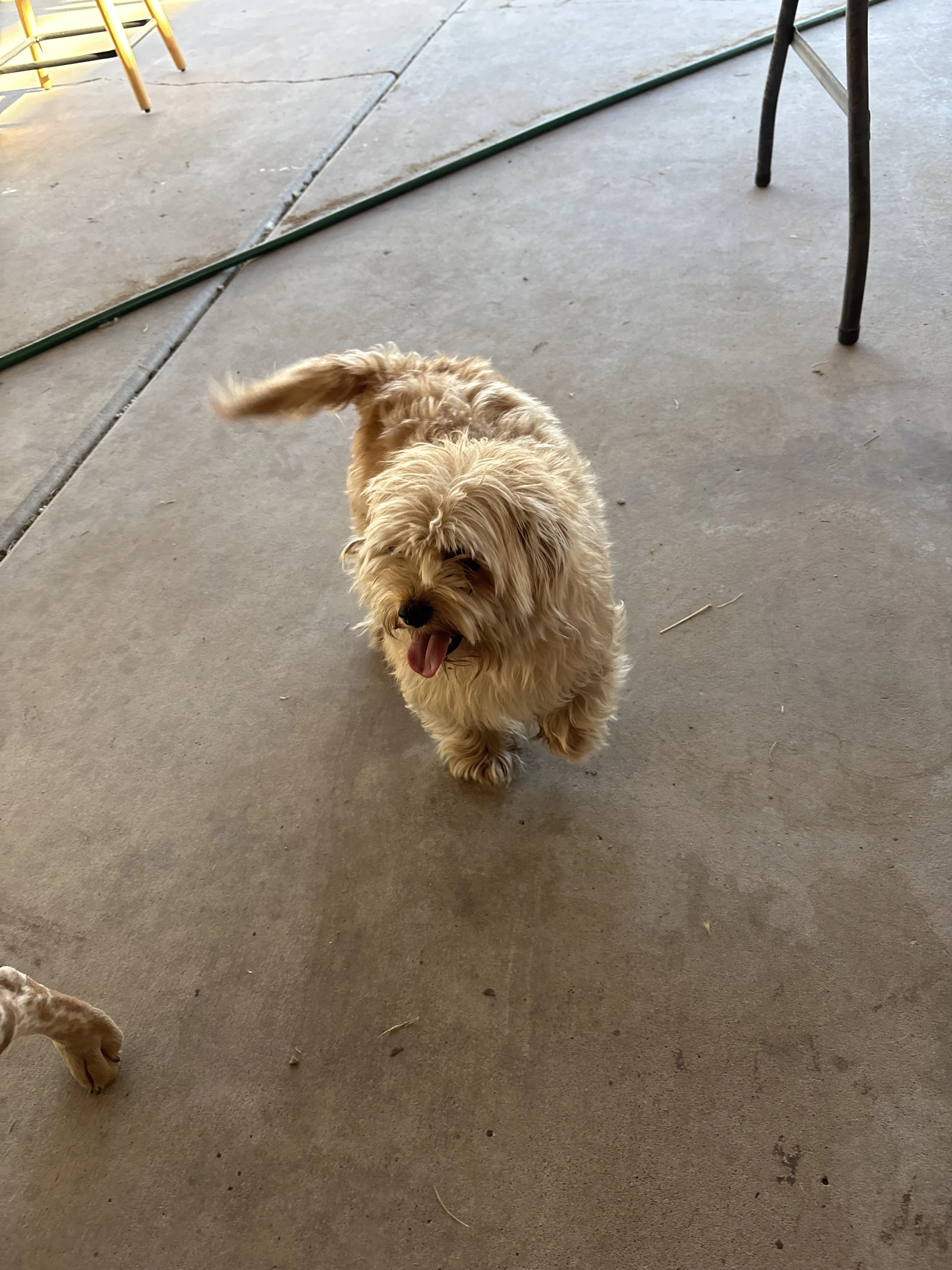Lost pet-0