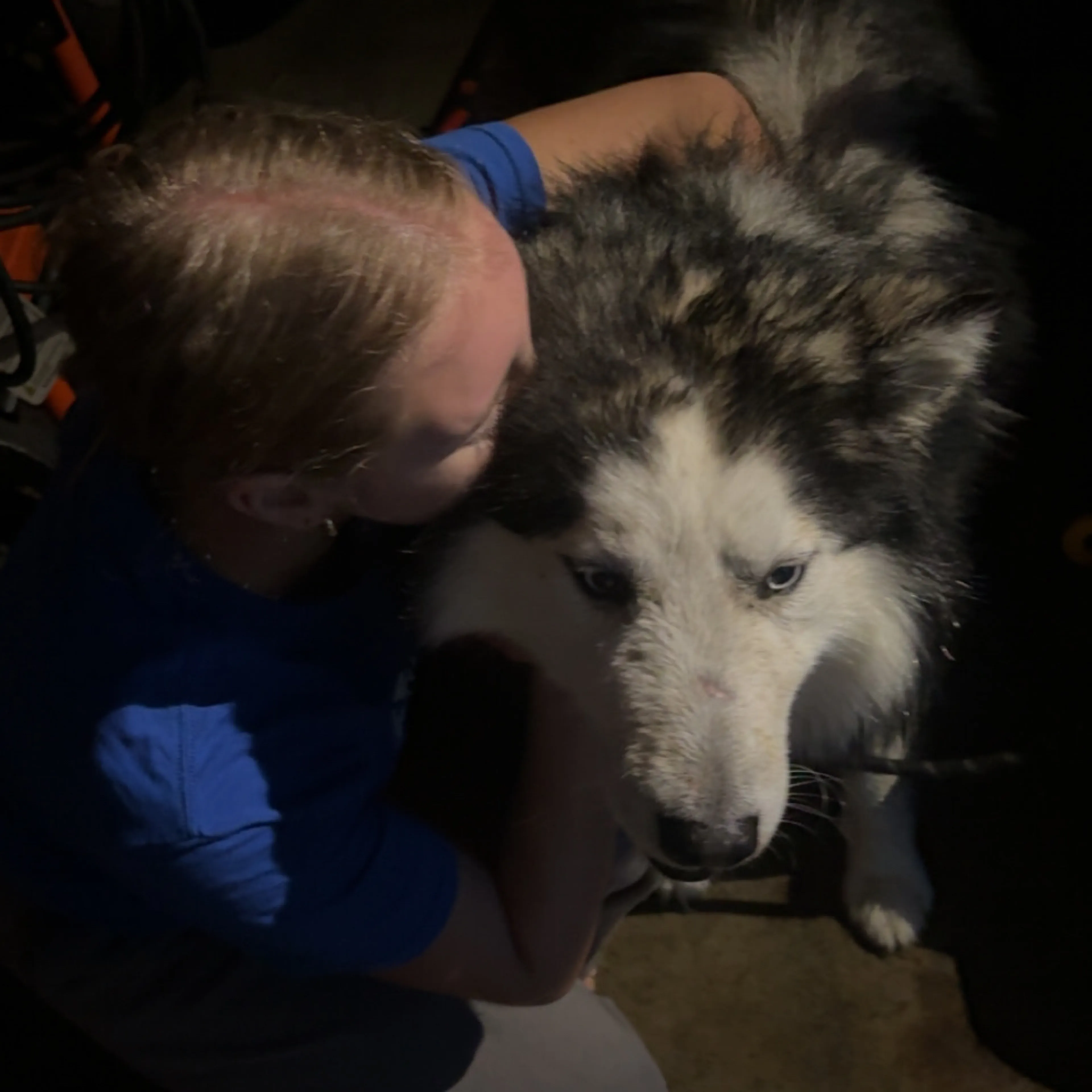 Found pet-1