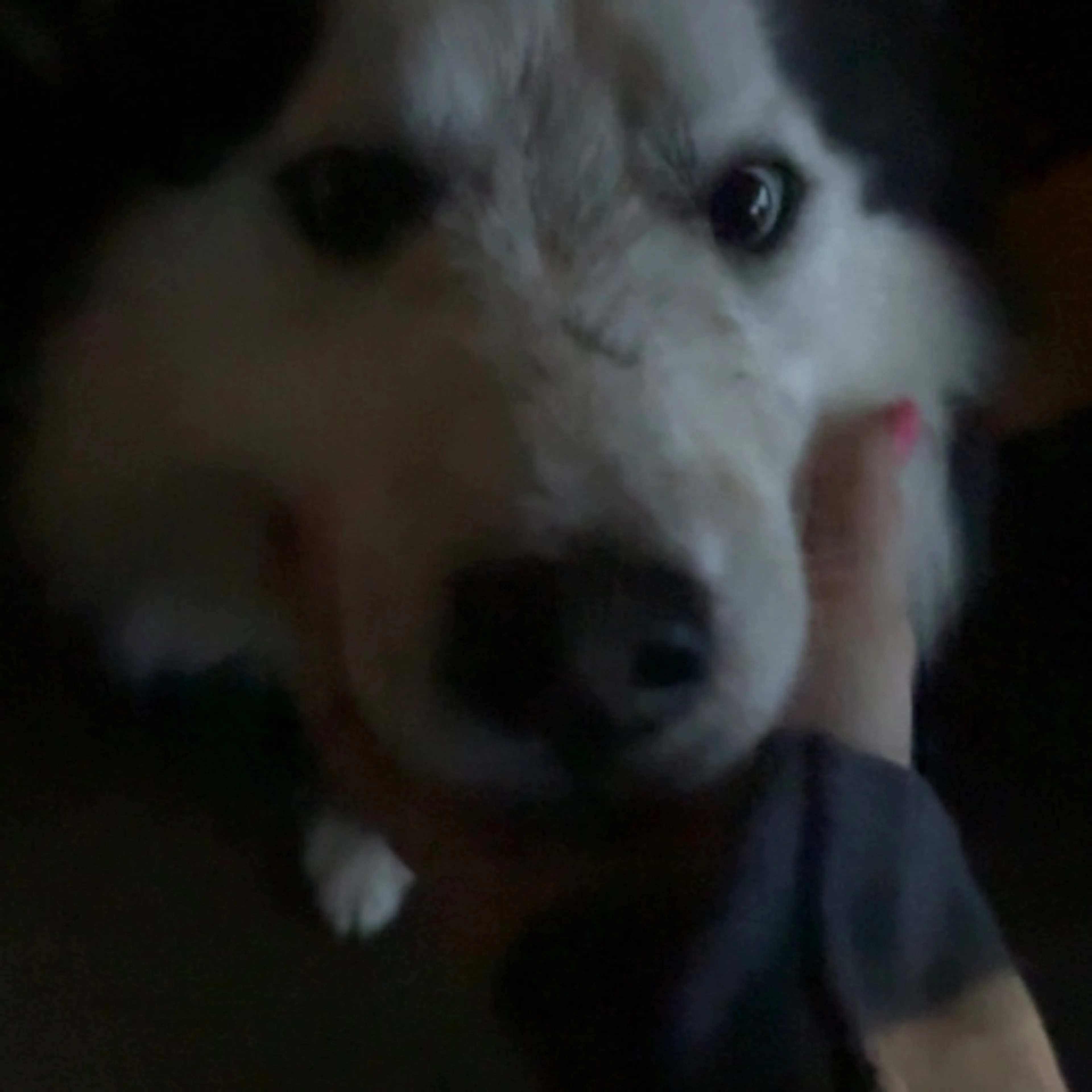 Found pet-0