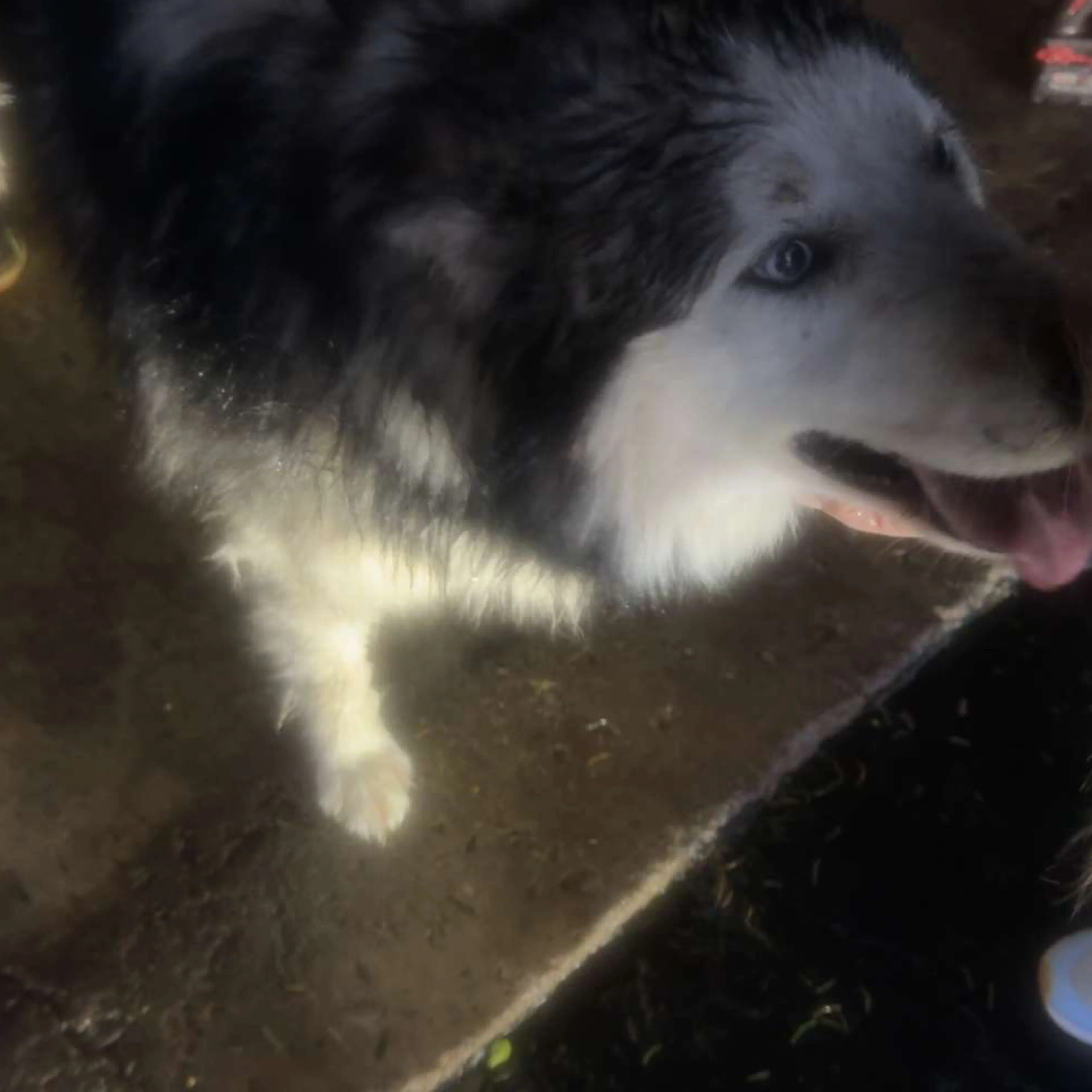 Found pet-2