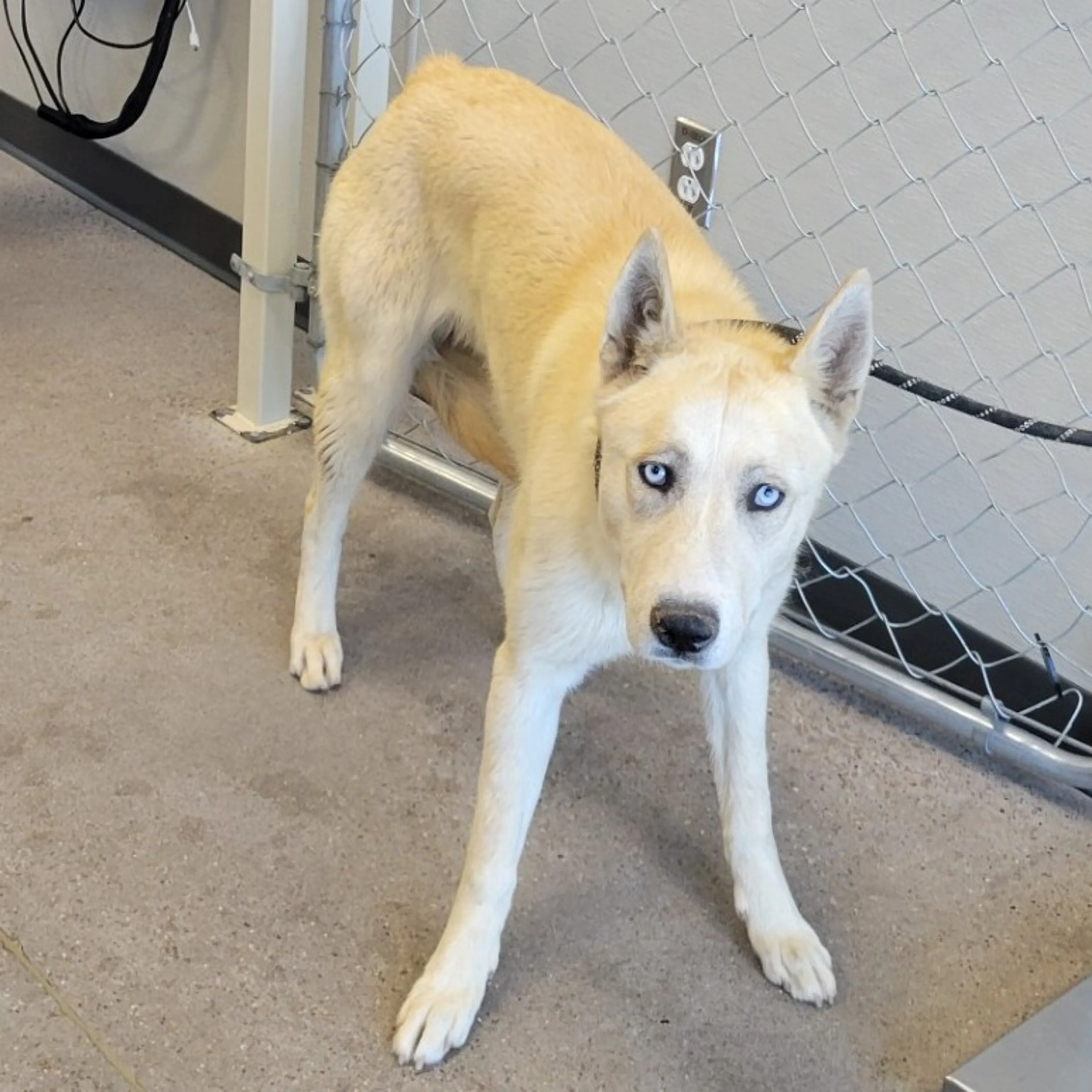 Found pet-1