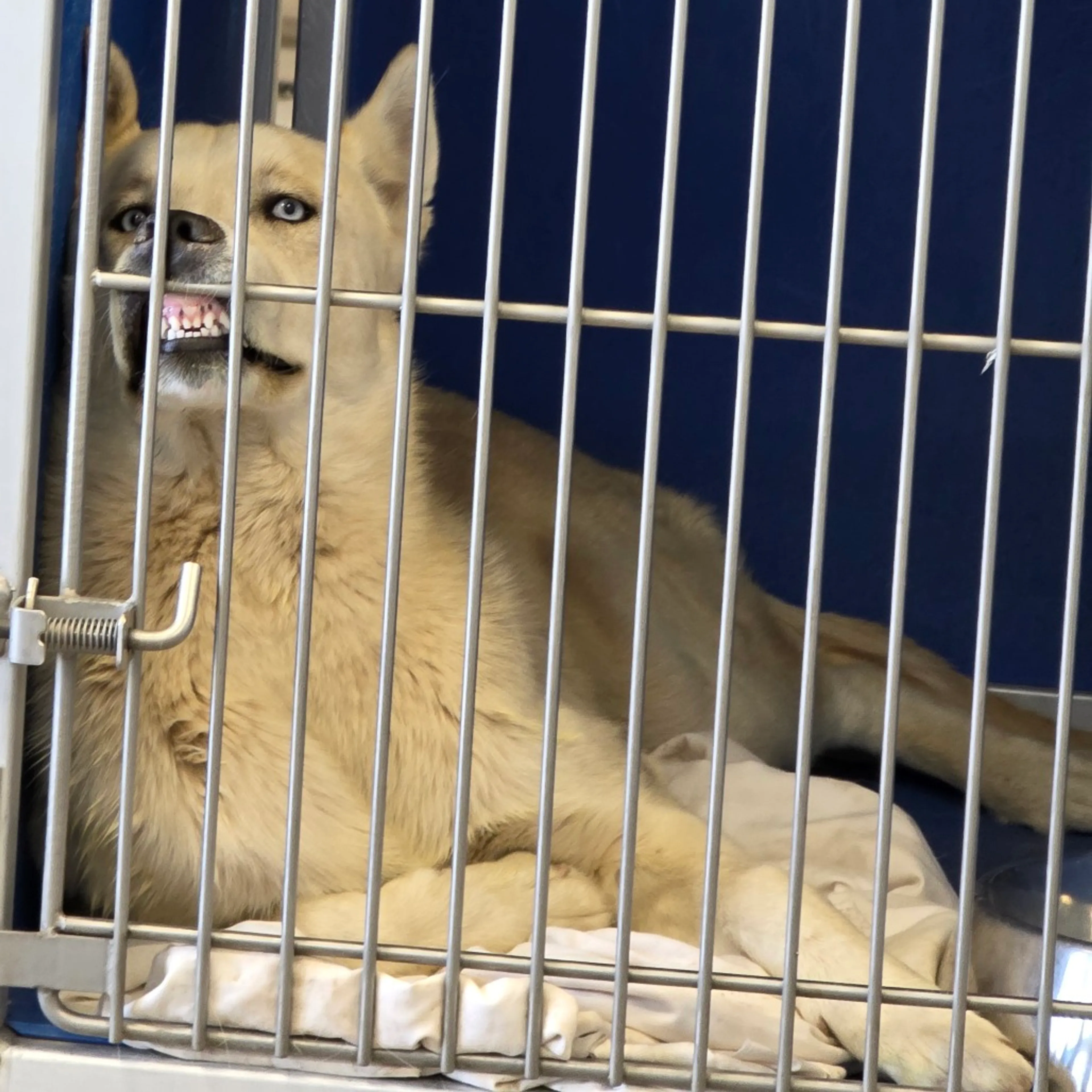 Found pet-4