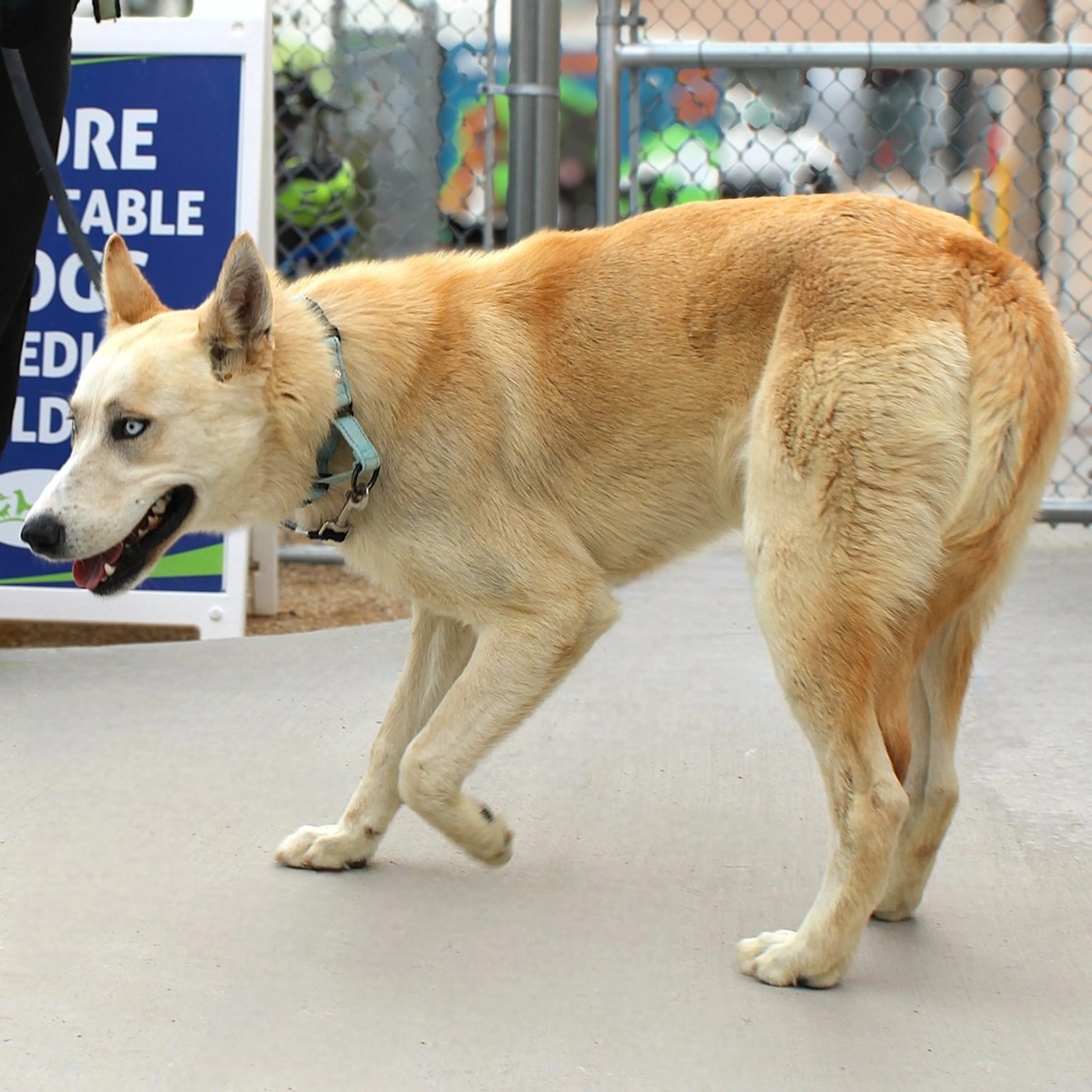 Found pet-11