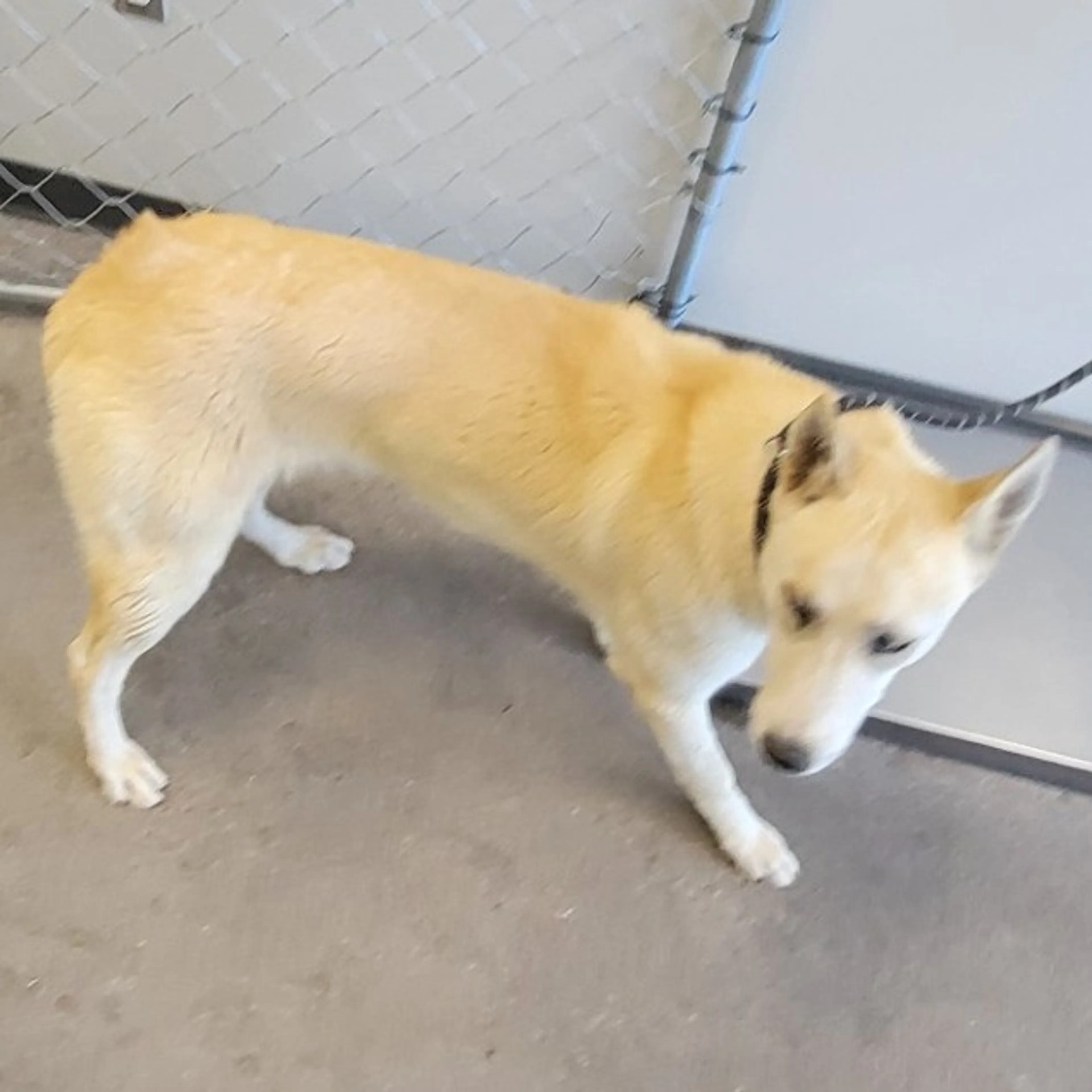 Found pet-2