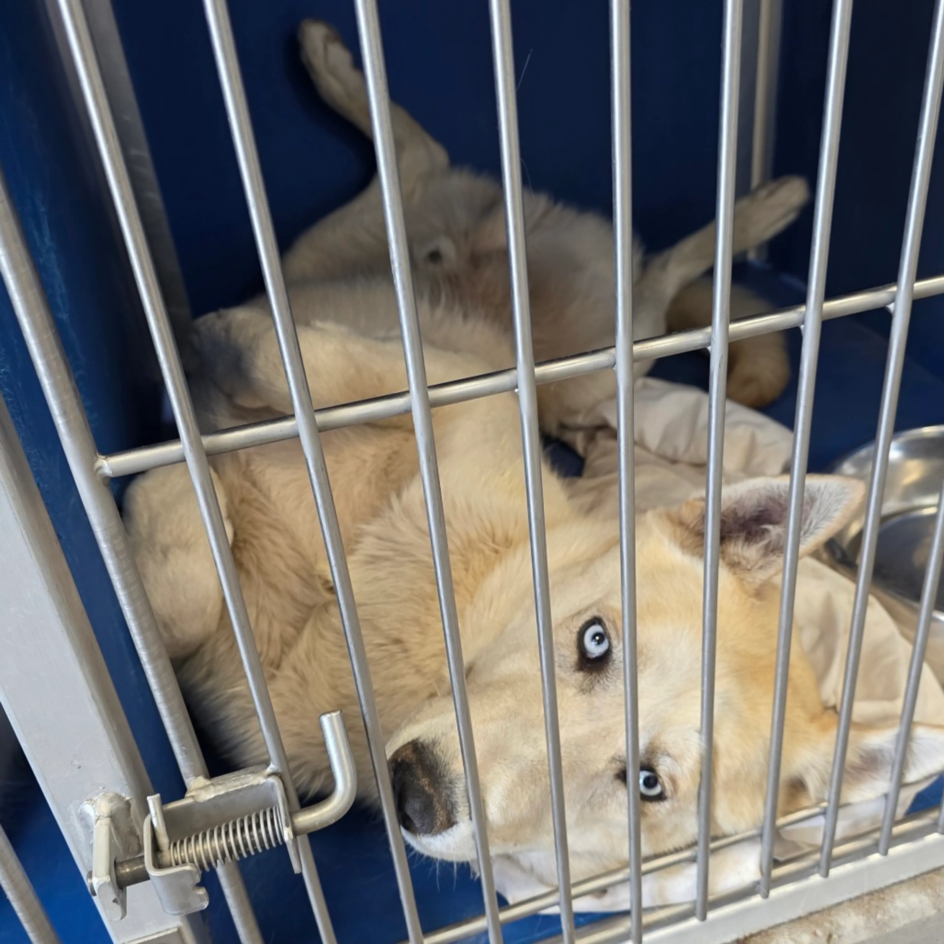 Found pet-6