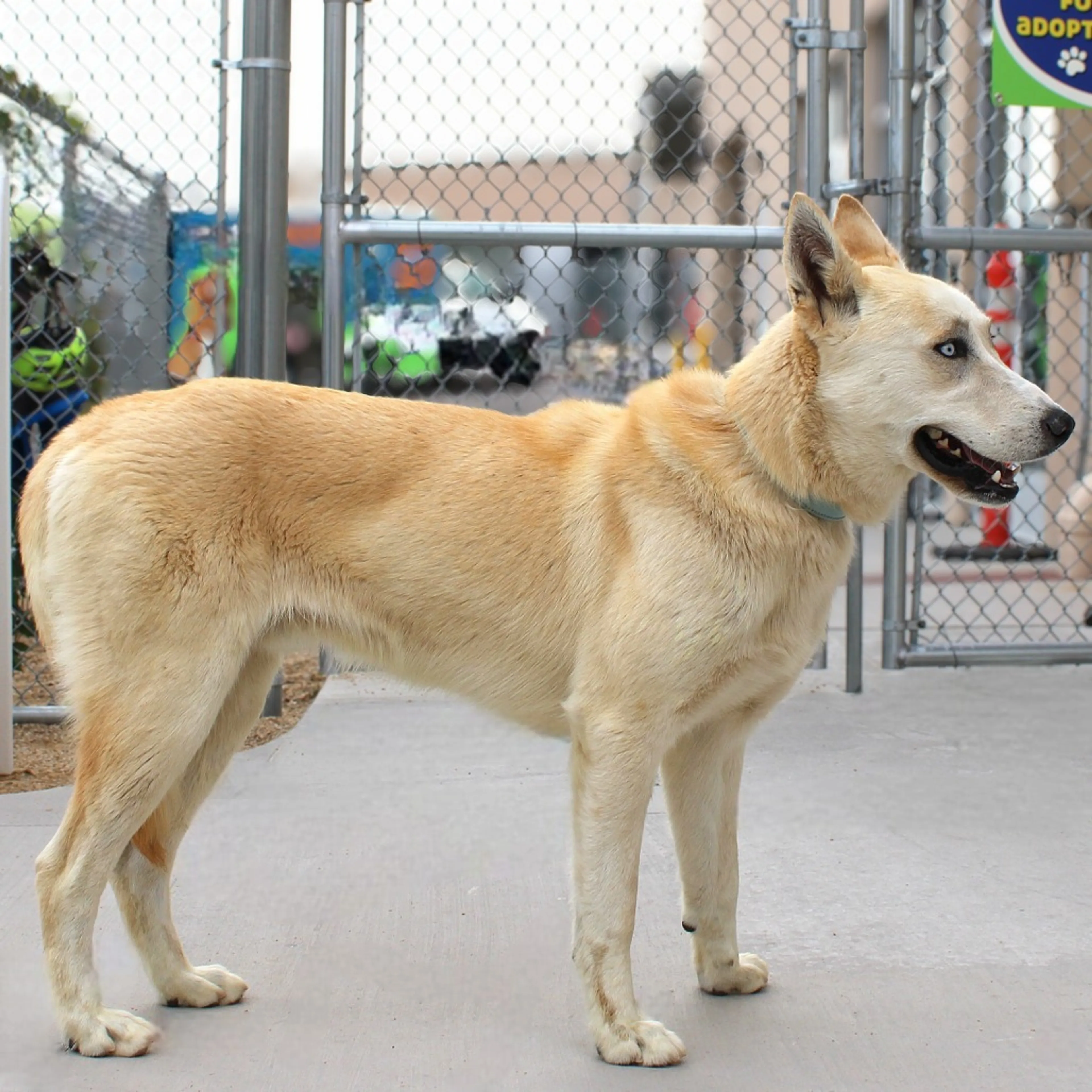 Found pet-10