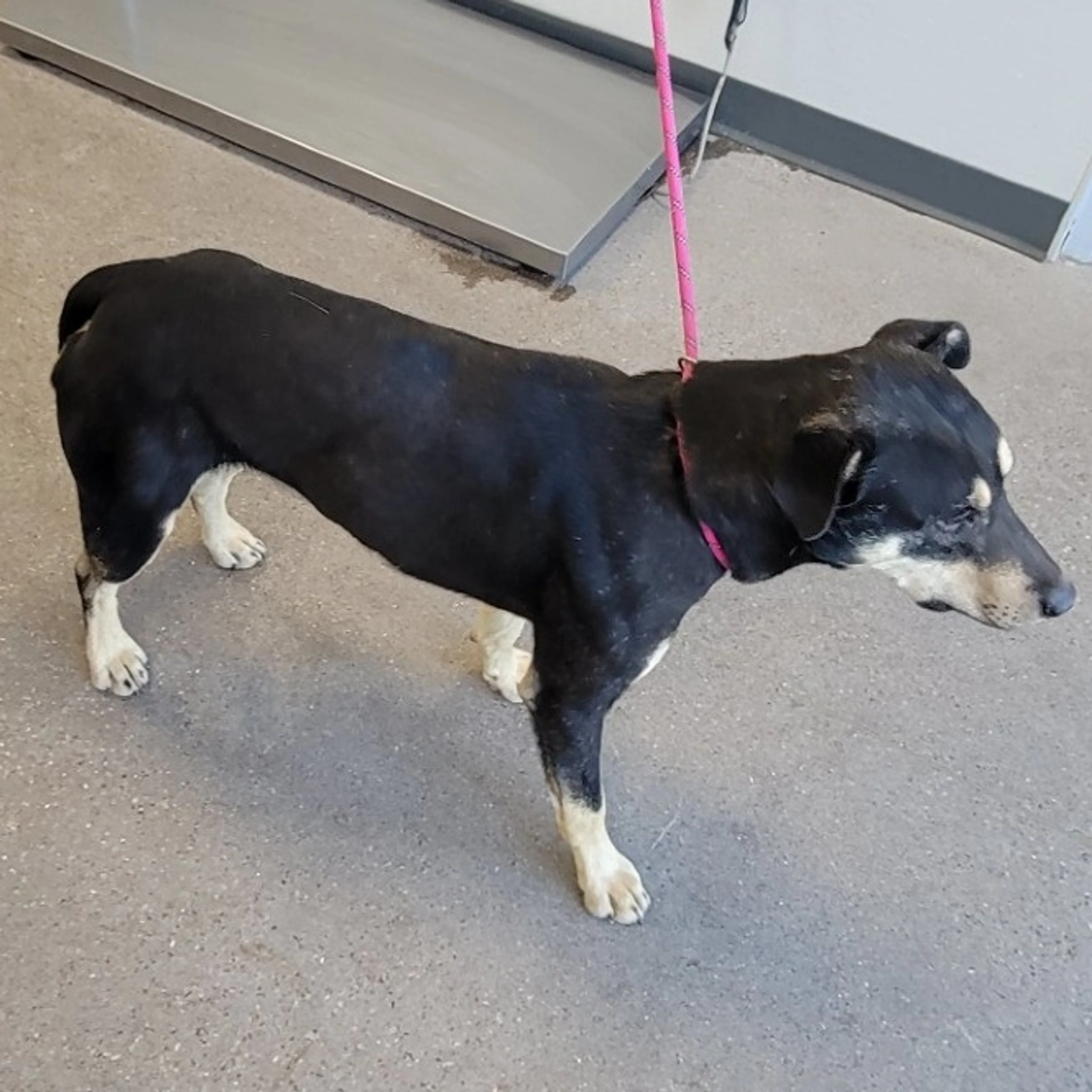 Found pet-3