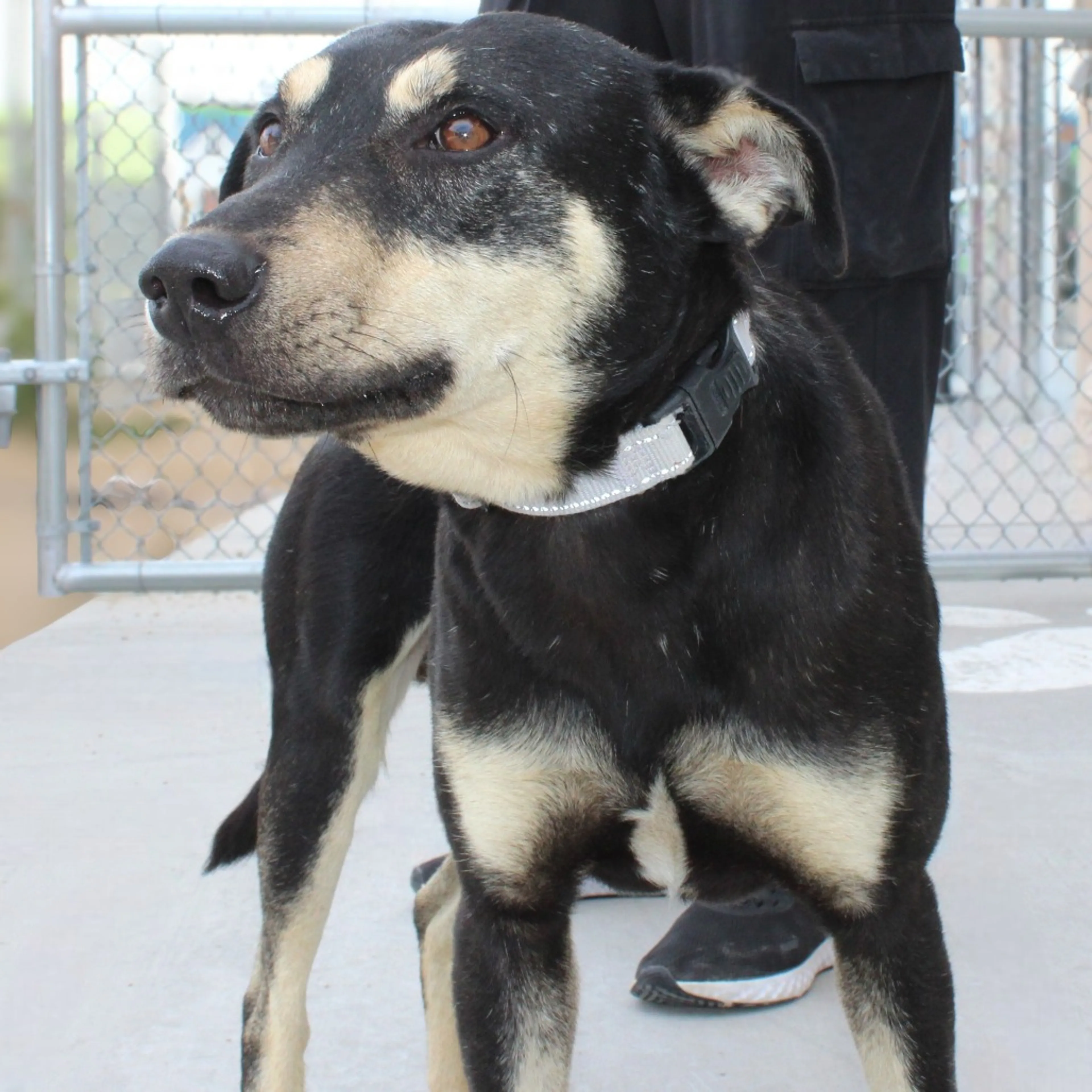 Found pet-11