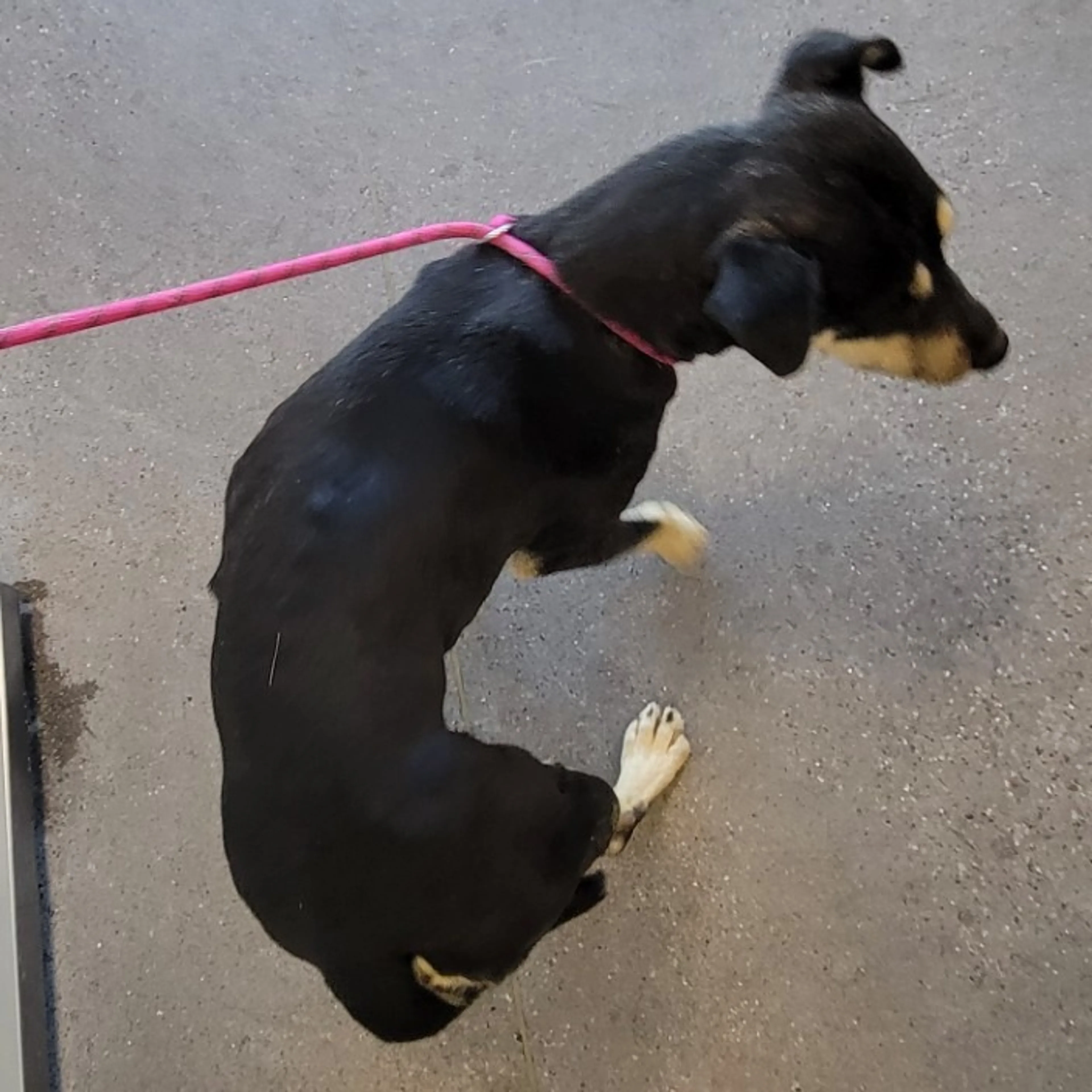 Found pet-2