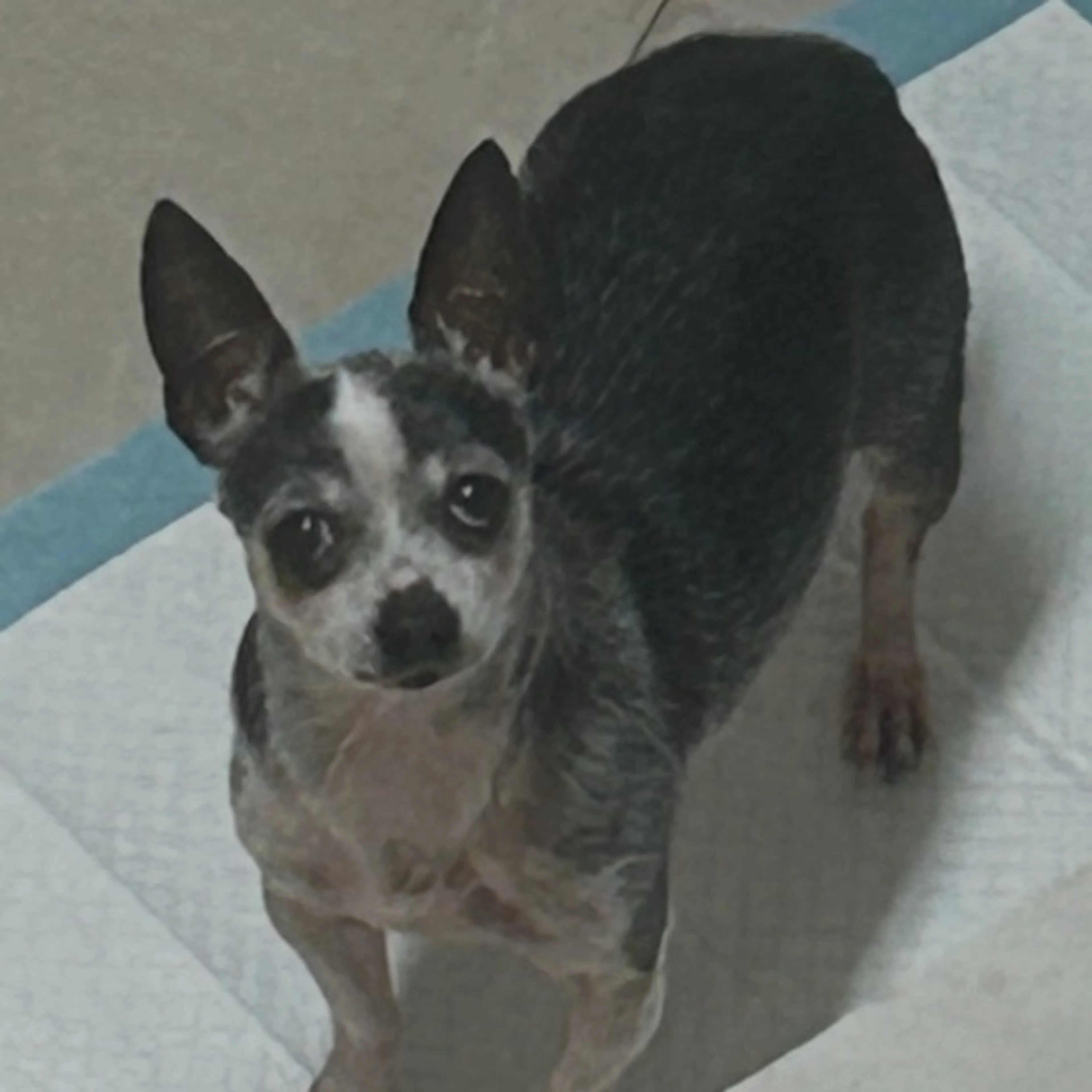 Lost pet