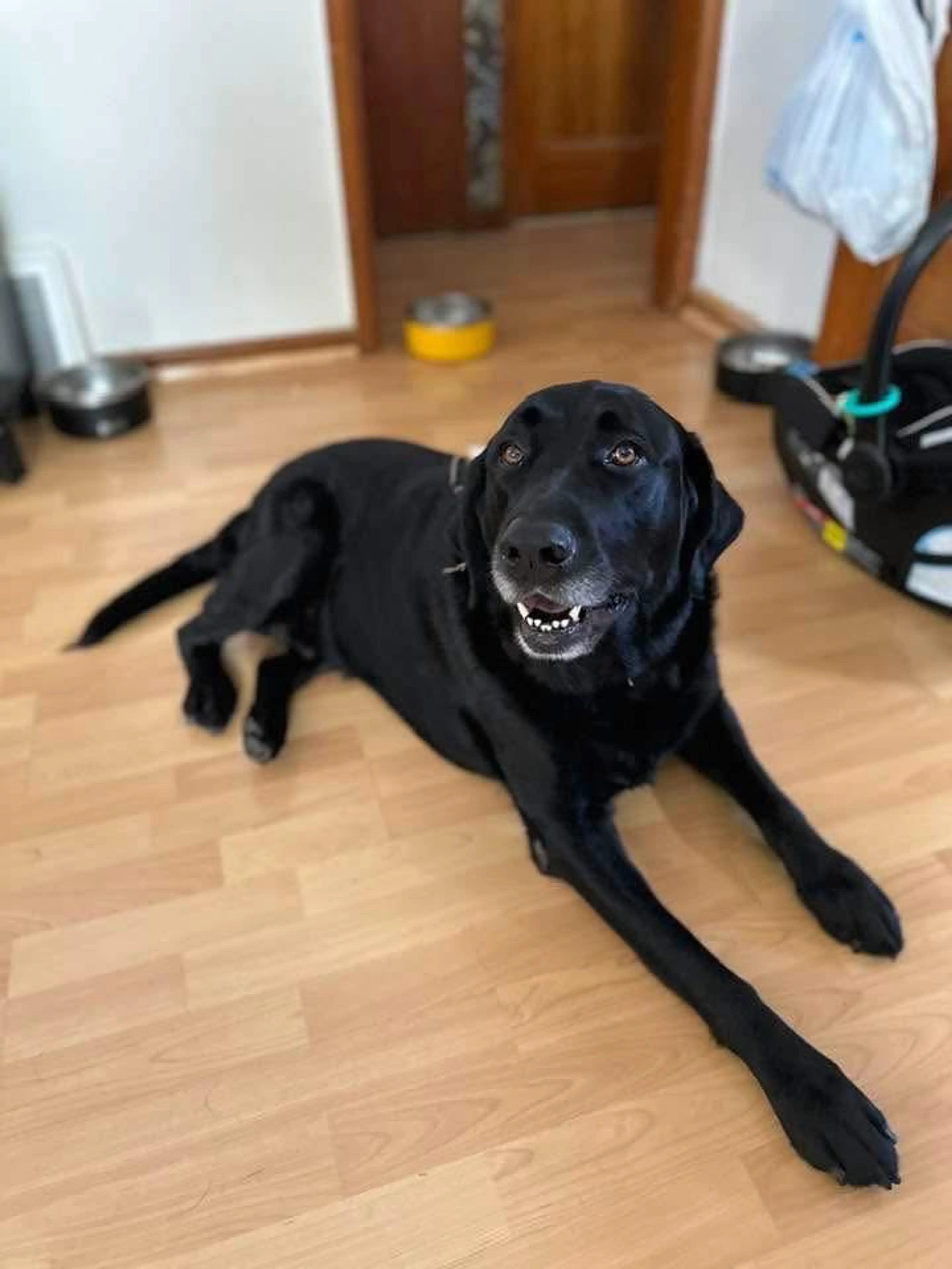 Lost pet