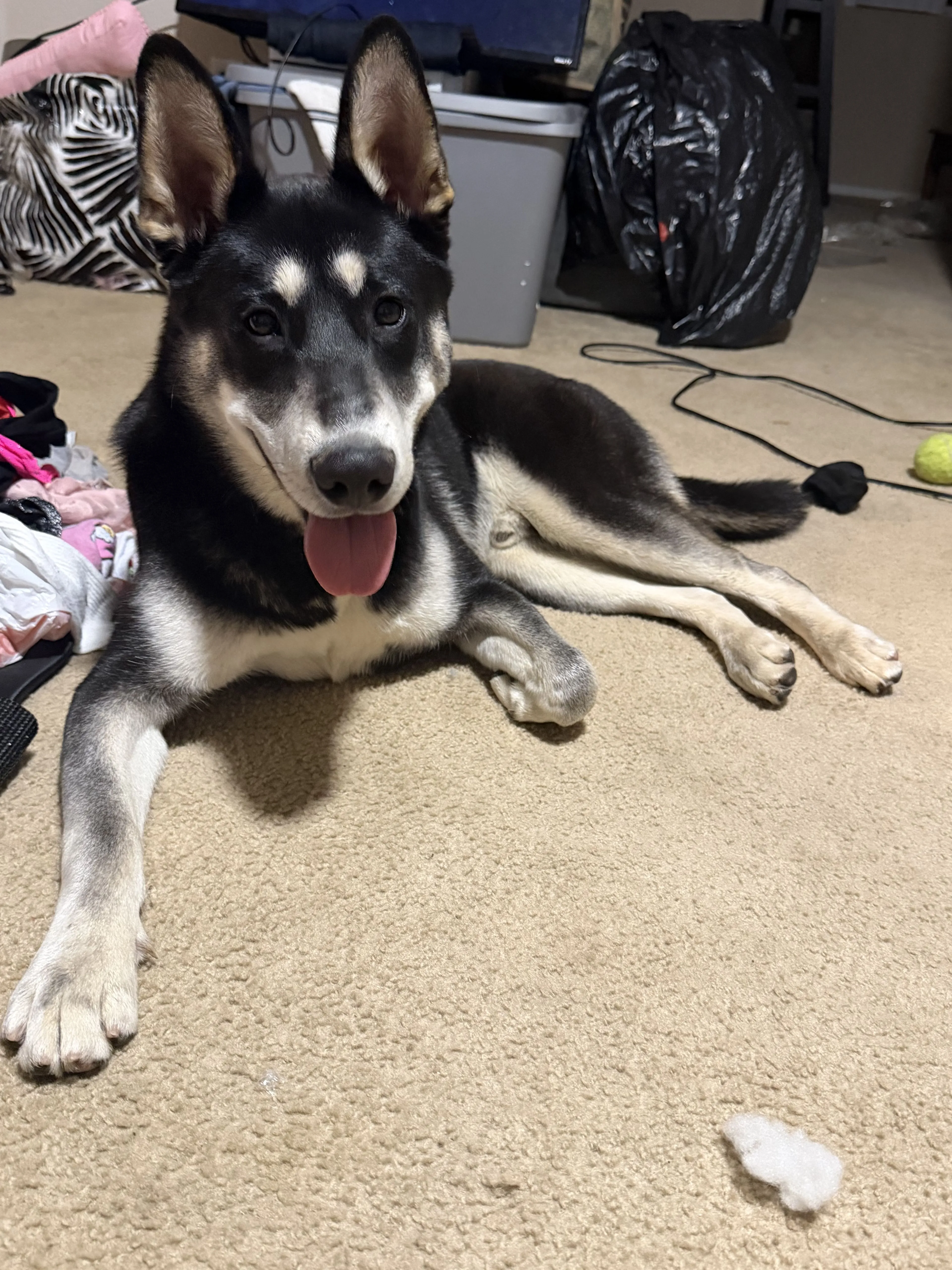 Lost pet-1